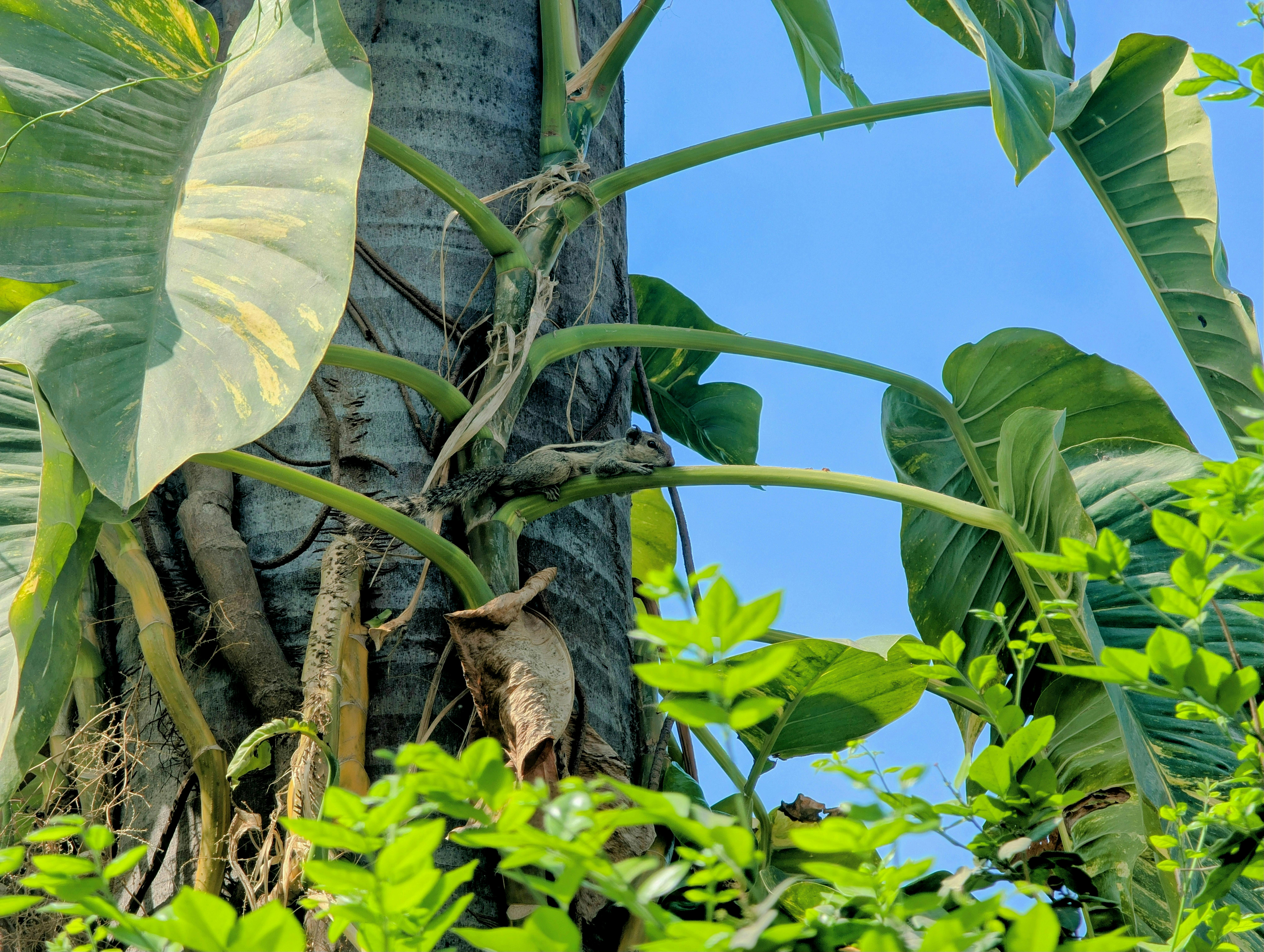 무료 선명한 초록 잎사귀를 가진 열대 나무가 맑은 파란 하늘을 배경으로 가까이에서 촬영되었습니다. 스톡 사진