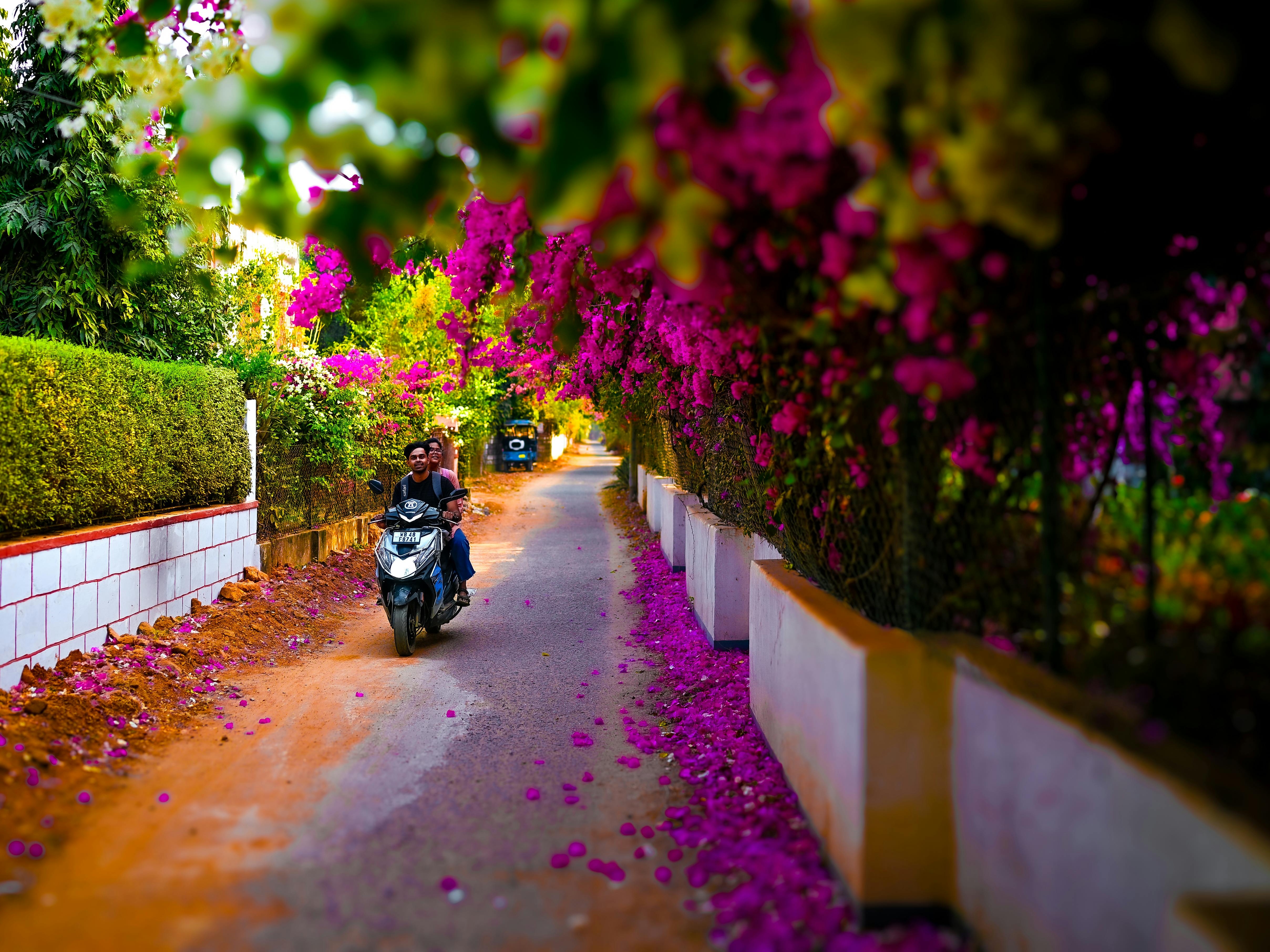 免费 santiniketan, 九重葛, 亞洲 的 免费素材图片 素材图片