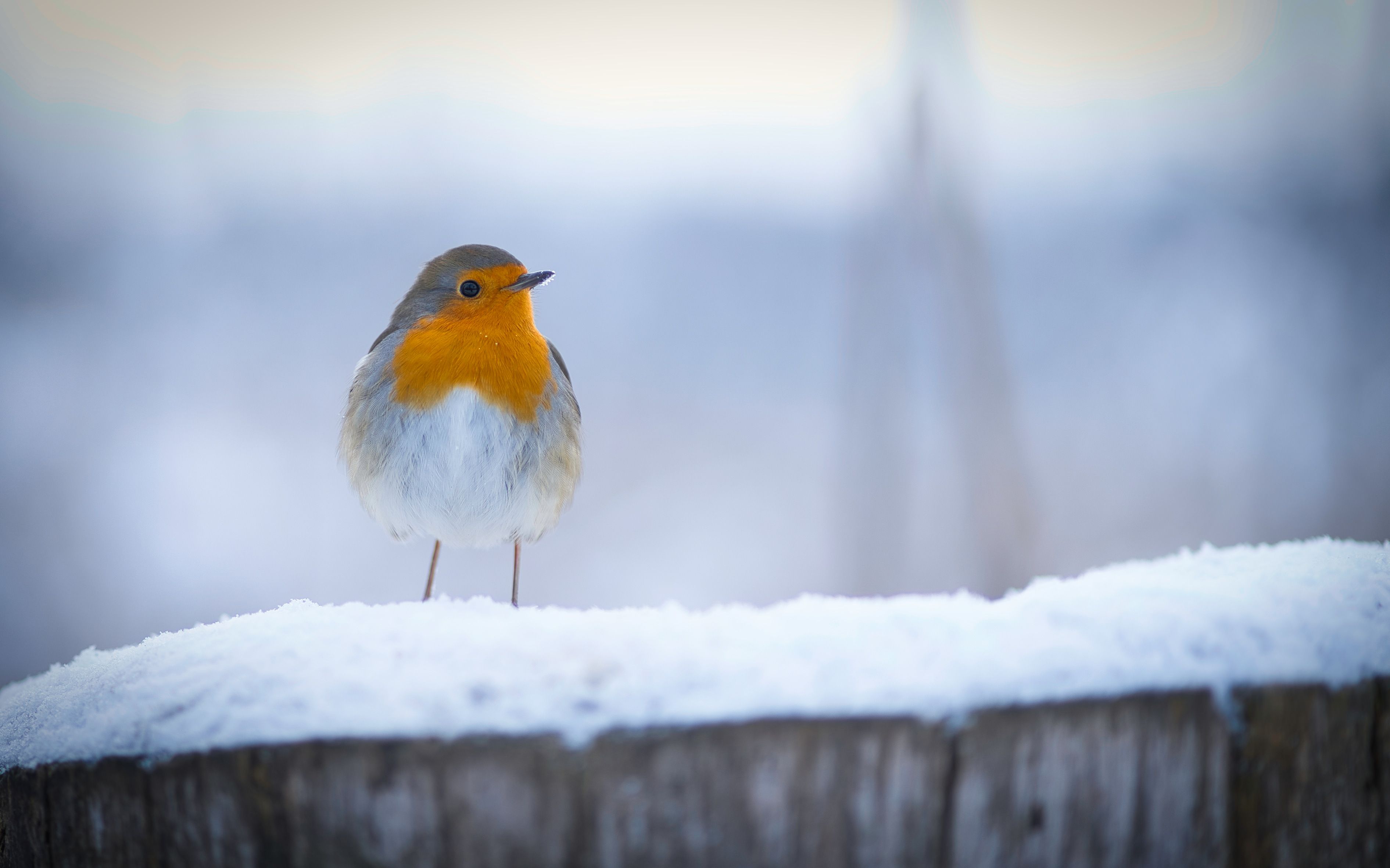 Close-up of a European Robin standing on a snowy stump in Villingen-Schwenningen, Germany.