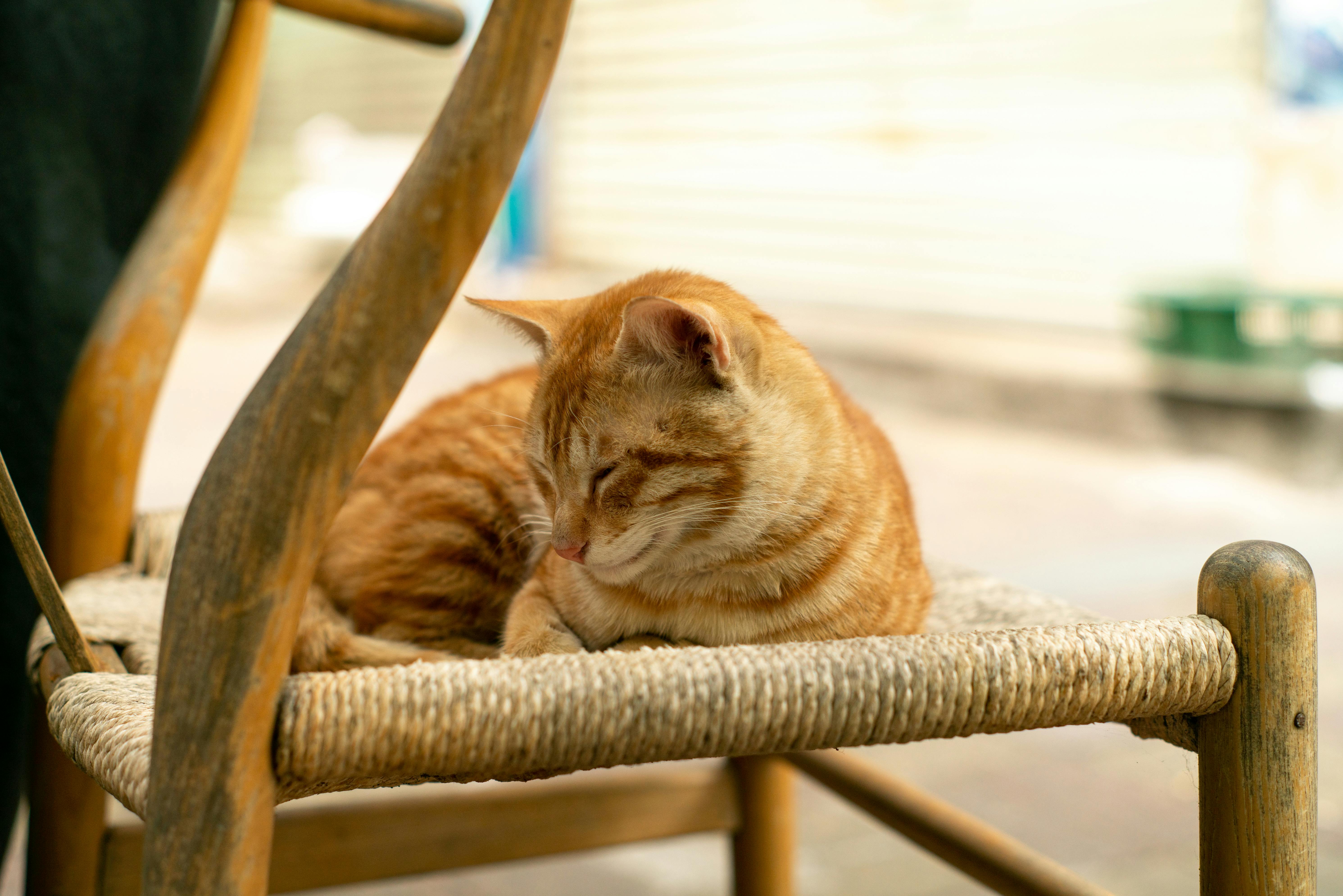 Безкоштовне Спокійний рудий кіт мирно спить на сільському стільці на вулиці при денному світлі. стокове фото