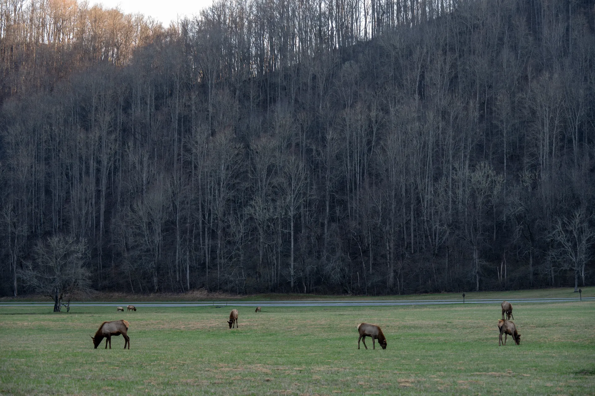 A herd of elk grazing peacefully in a green meadow surrounded by the Smoky Mountains forest. A herd of elk grazing peacefully in a green meadow surrounded by the Smoky Mountains forest.