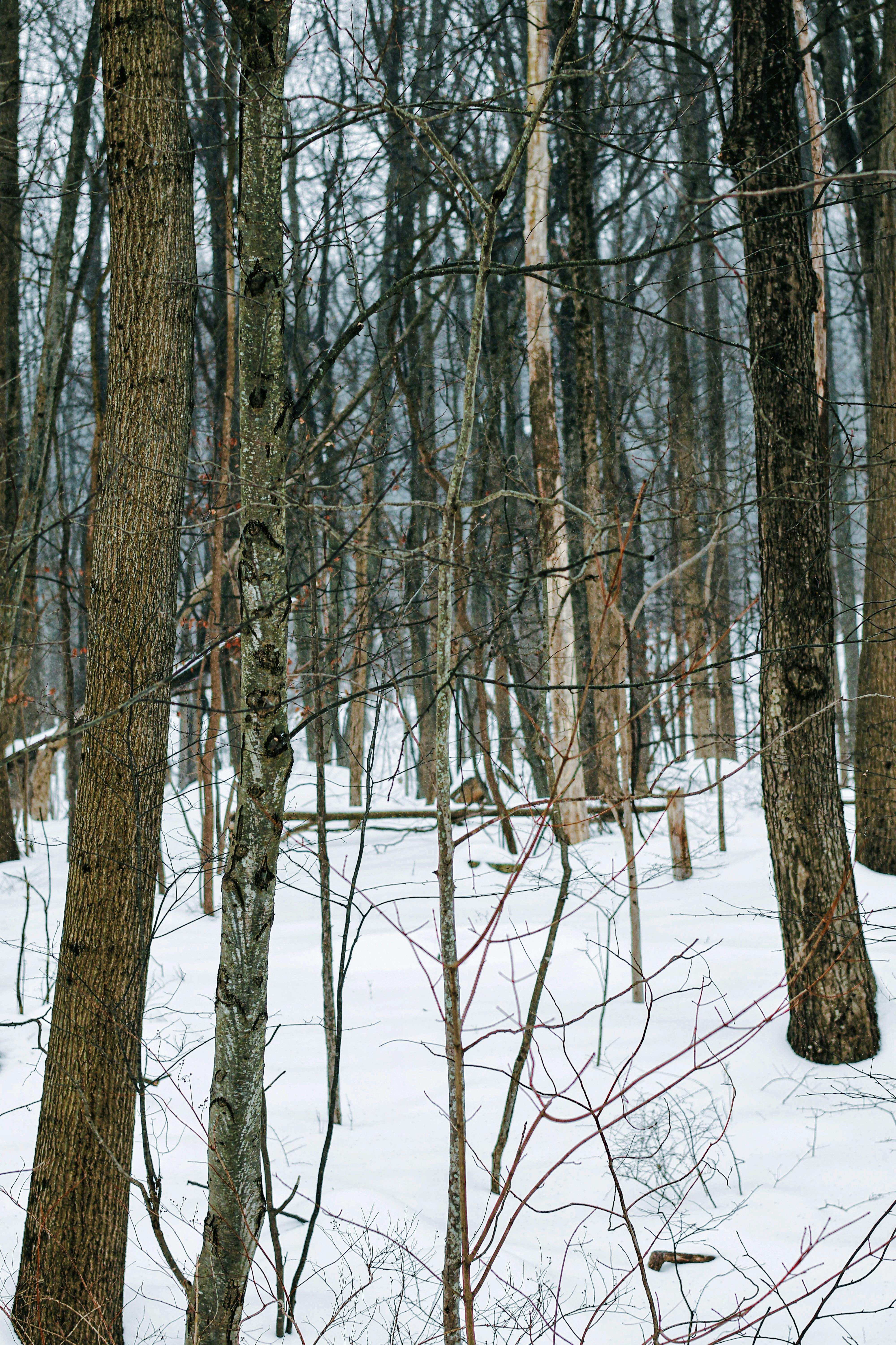 免费 宁静的冬季森林景色，大地被白雪覆盖，树木光秃秃的。 素材图片