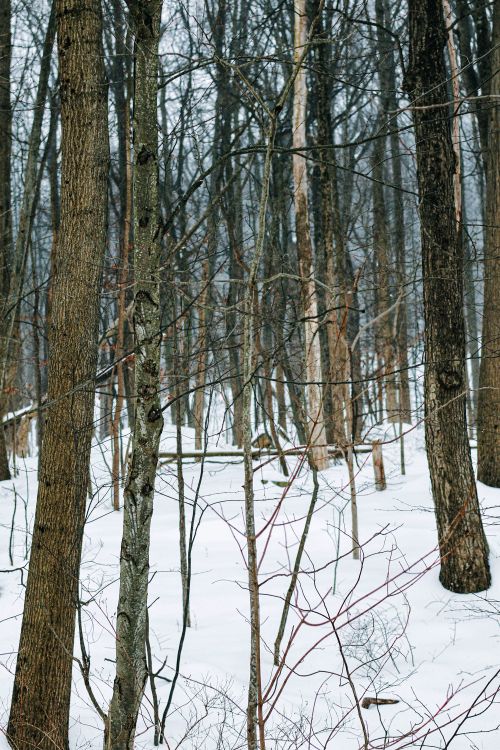 Free A tranquil winter forest scene with snow blanketing the ground and trees without leaves. Stock Photo