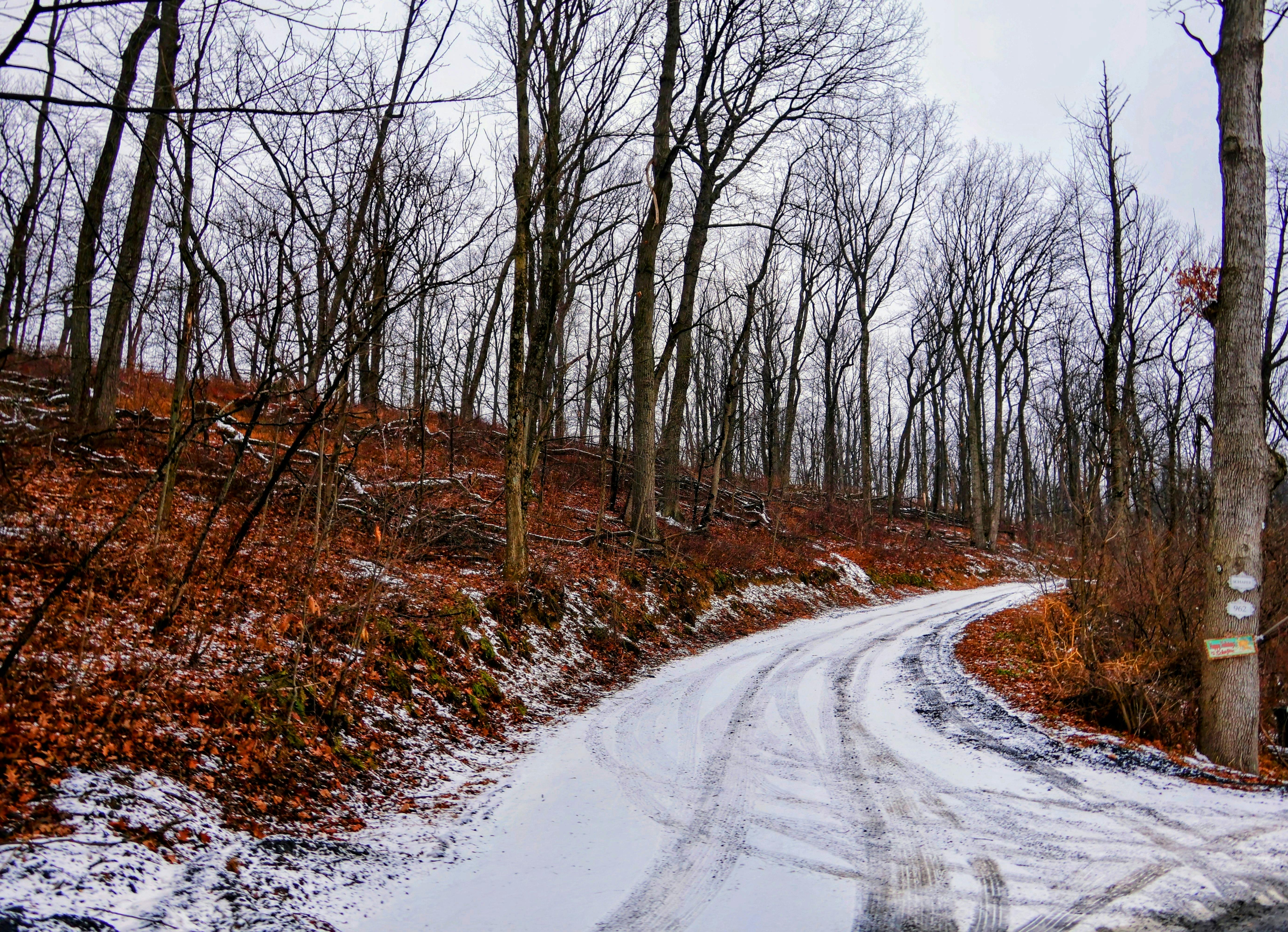 Zadarmo Bezlisté stromy lemujúce zasnežený kľukatý chodník v tichom zimnom lese. Fotka z fotobanky