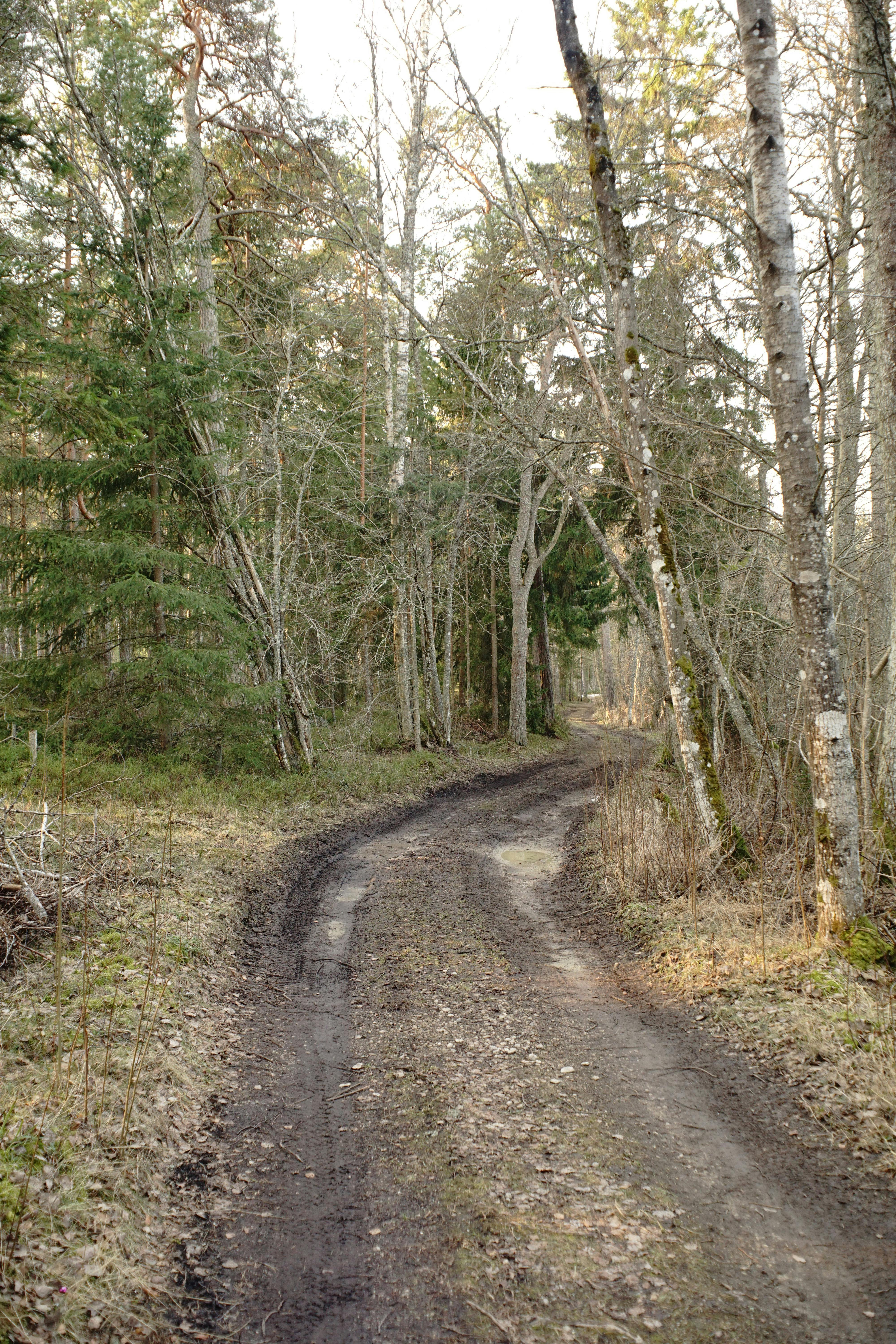 Ingyenes stockfotó ág, erdei ösvény, erdei táj témában Stockfotó