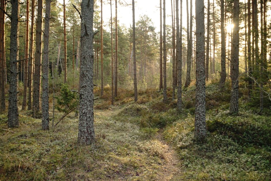 Golden sunlight beams through a tranquil forest, creating a serene atmosphere.