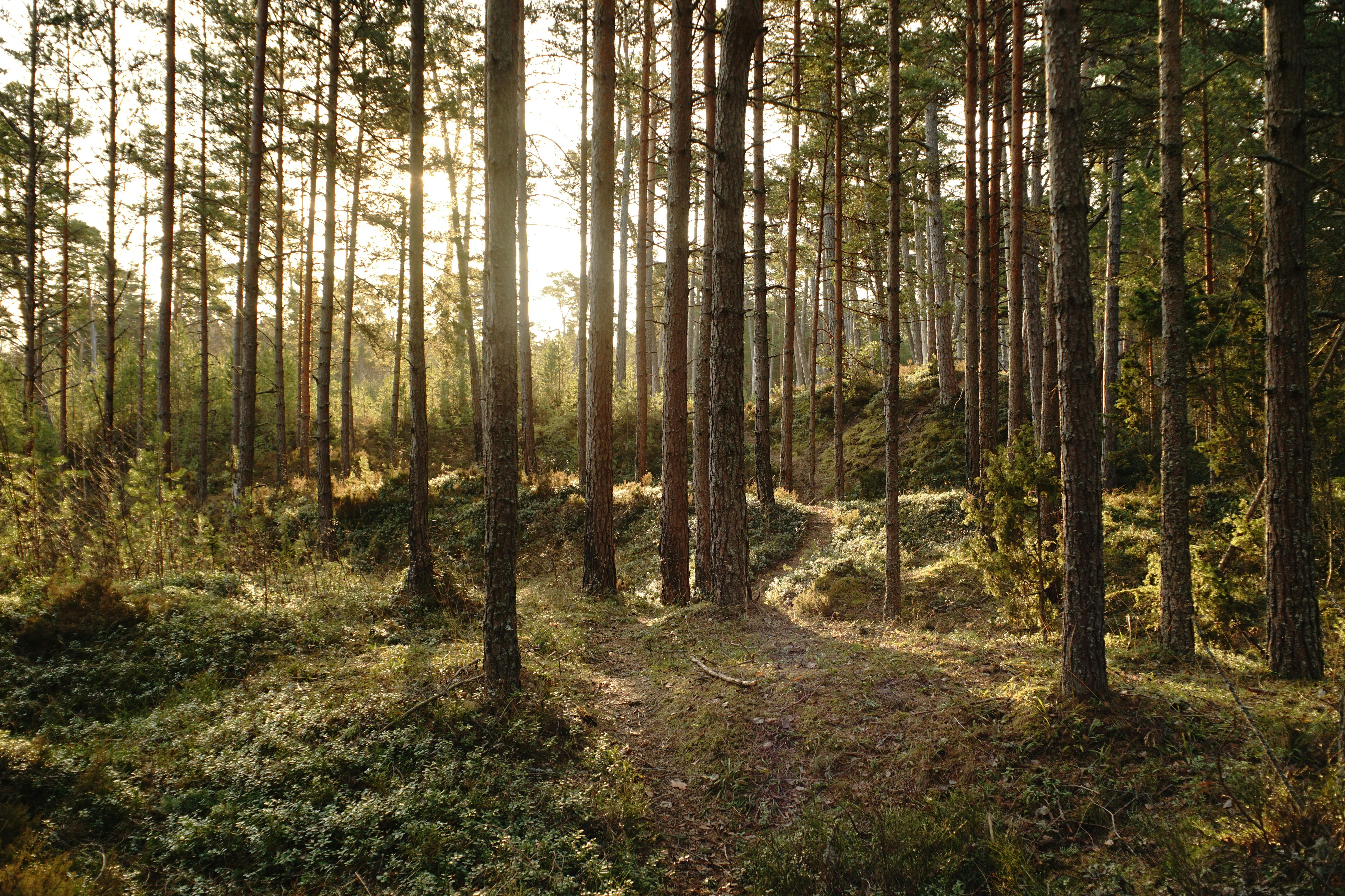 ฟรี เส้นทางอันเงียบสงบทอดผ่านป่าสนที่แสงแดดส่องถึง สร้างบรรยากาศที่สงบและเป็นธรรมชาติ คลังภาพถ่าย