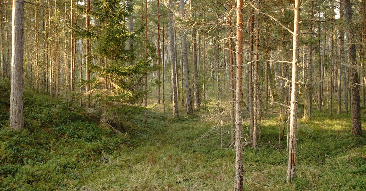 Comment les forêts contribuent au climat mondial