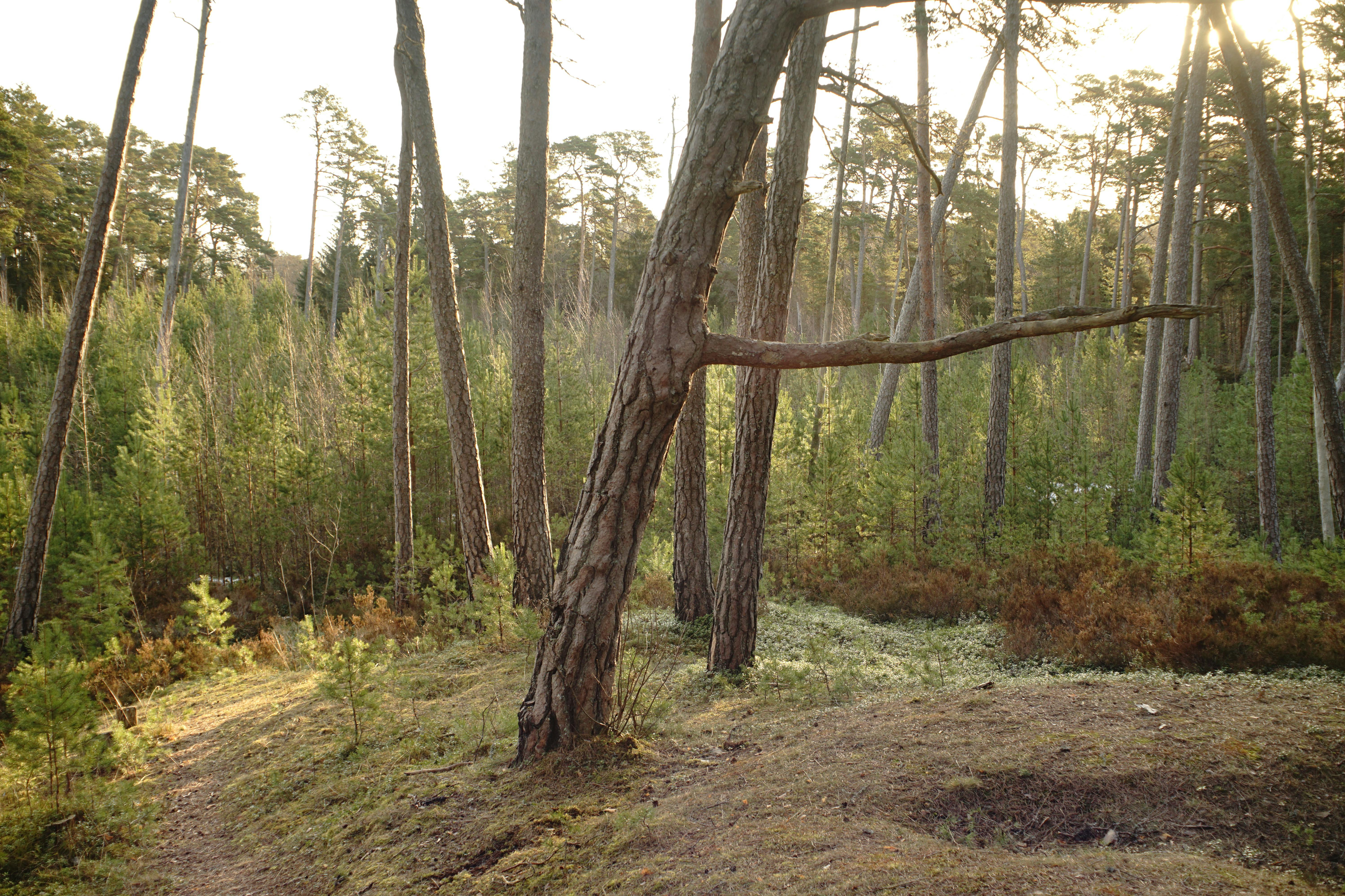 Ingyenes stockfotó aljnövényzet, békés, botanika témában Stockfotó
