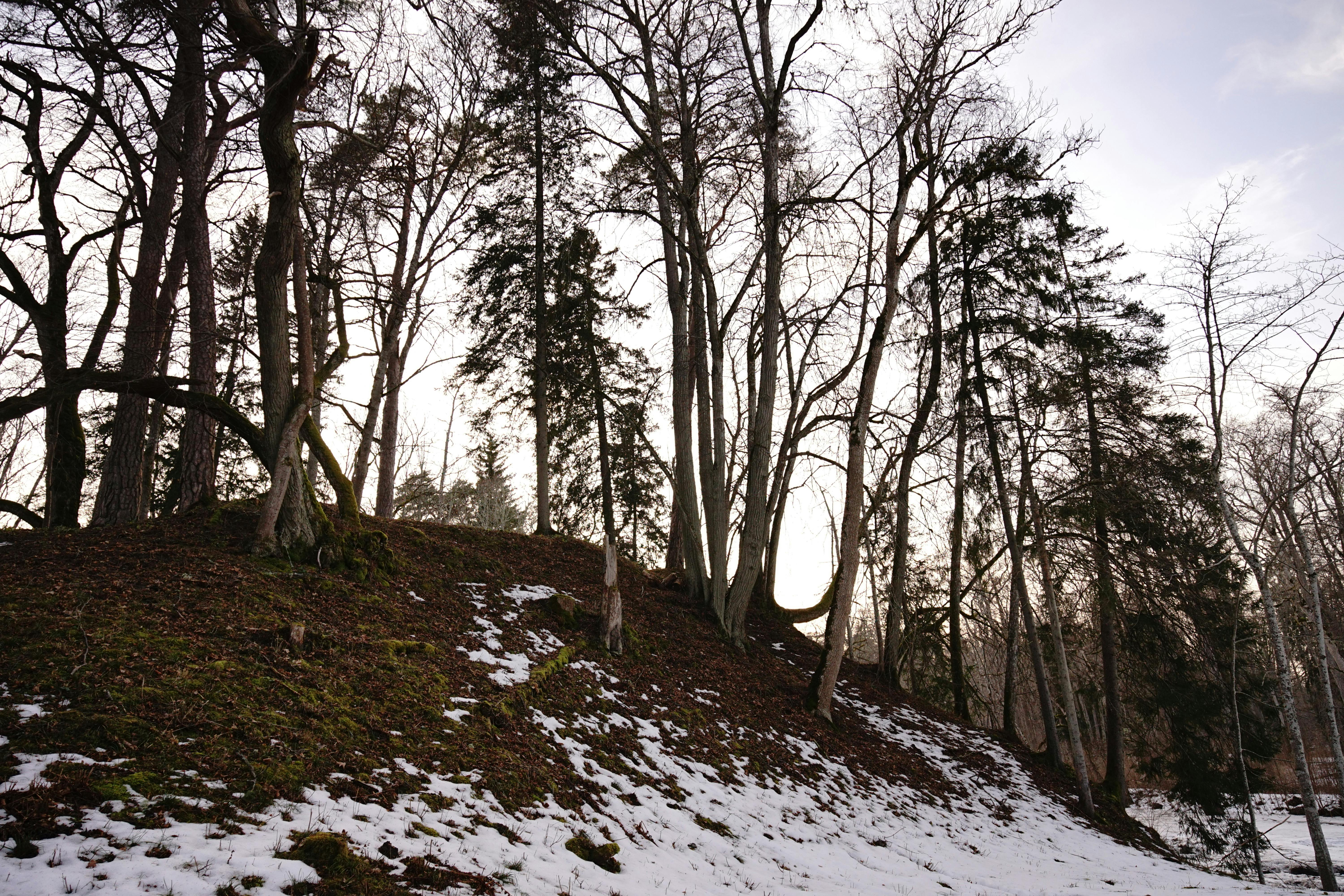 ฟรี ภาพทิวทัศน์ฤดูหนาวอันสงบเงียบ แสดงให้เห็นต้นไม้ไร้ใบอยู่บนเนินเขาที่ปกคลุมด้วยหิมะบางๆ ในยามพลบค่ำ คลังภาพถ่าย