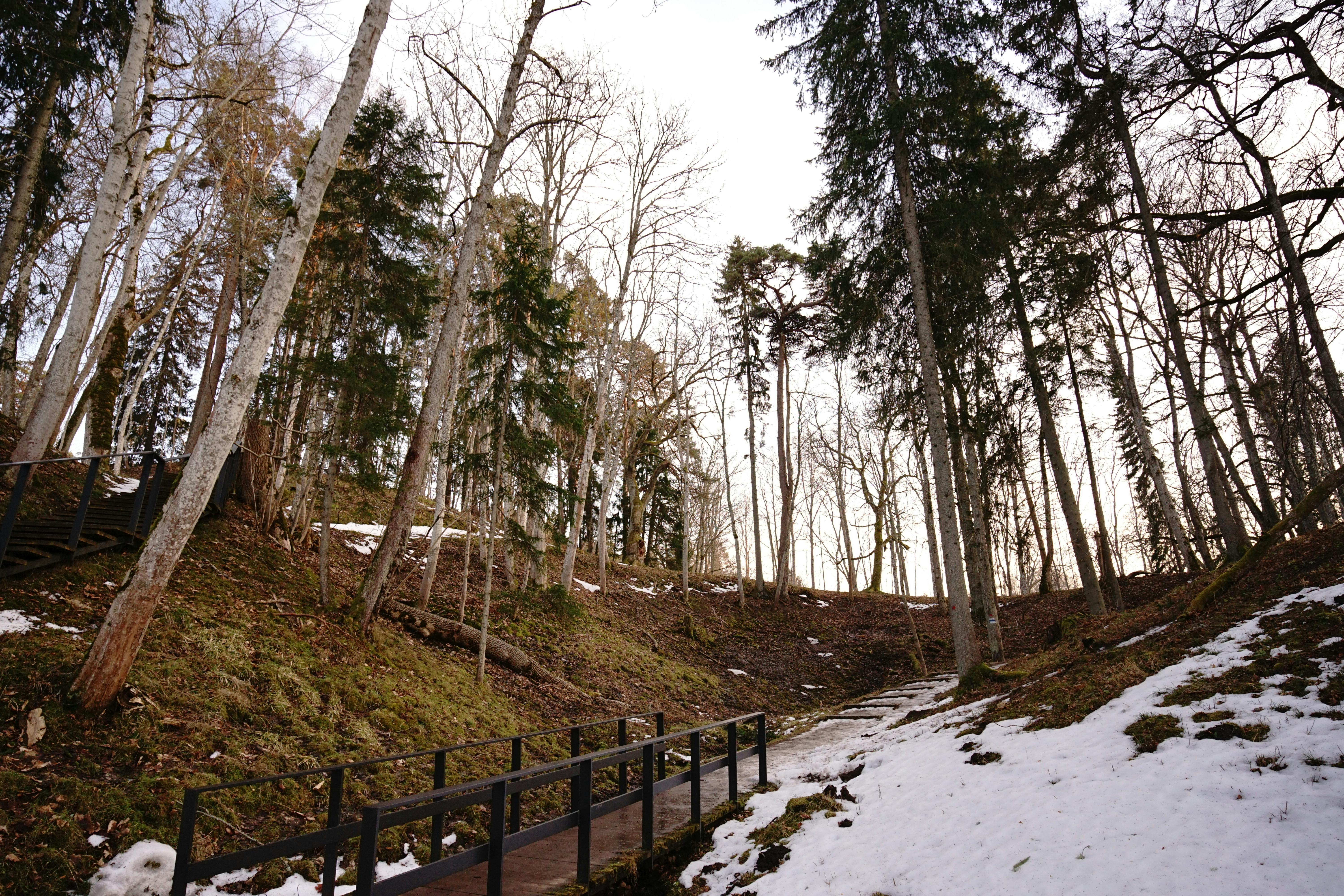 免費 早春時節，一條靜謐的林間小徑，周圍是光禿禿的樹木和殘雪。 圖庫相片