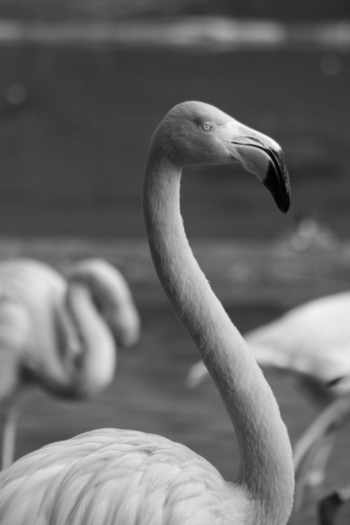 Free Elegant black and white image of a flamingo showcasing its grace and beauty. Stock Photo