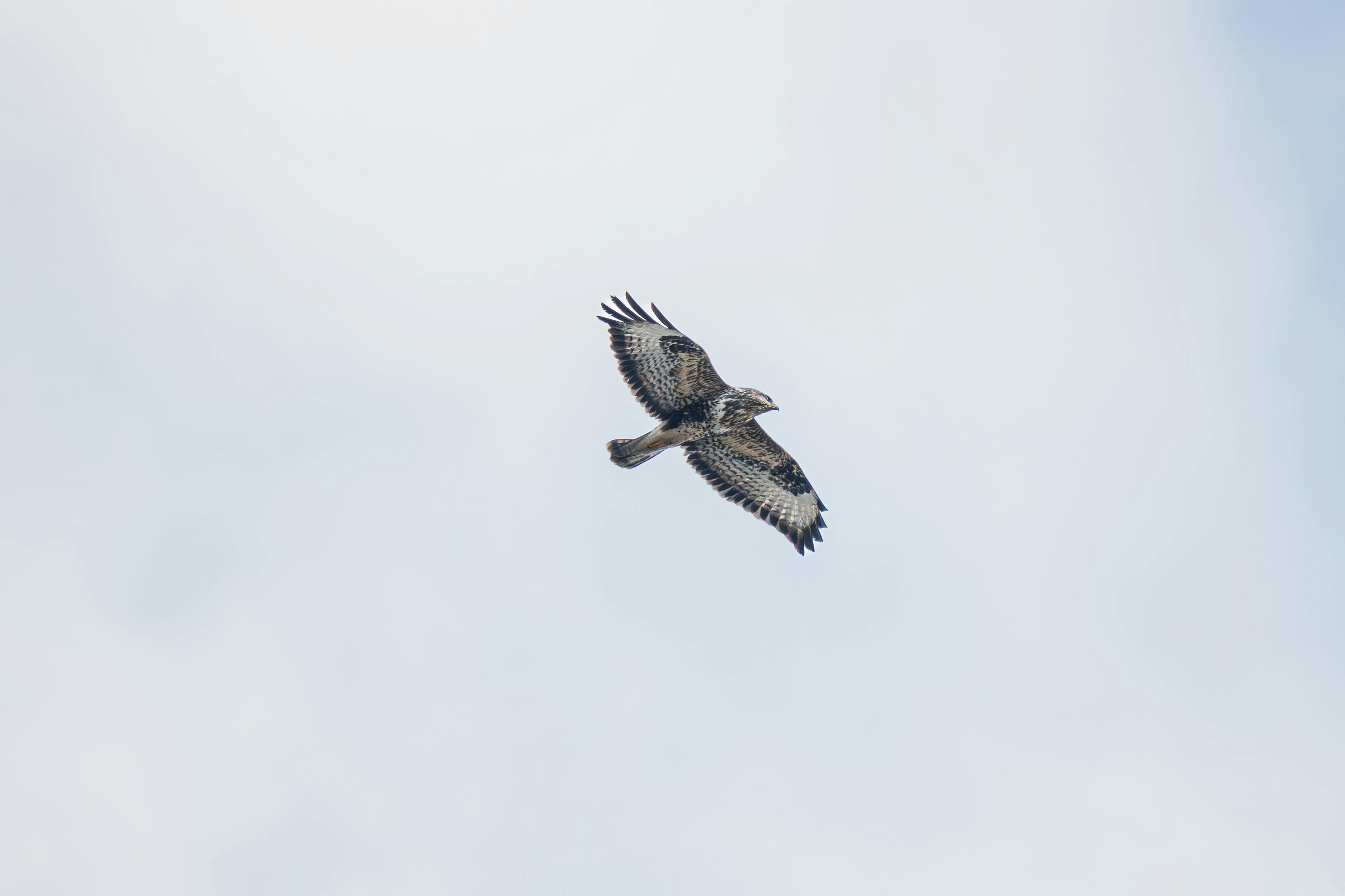 免费 b鸟, 一般開銷, 優雅 的 免费素材图片 素材图片