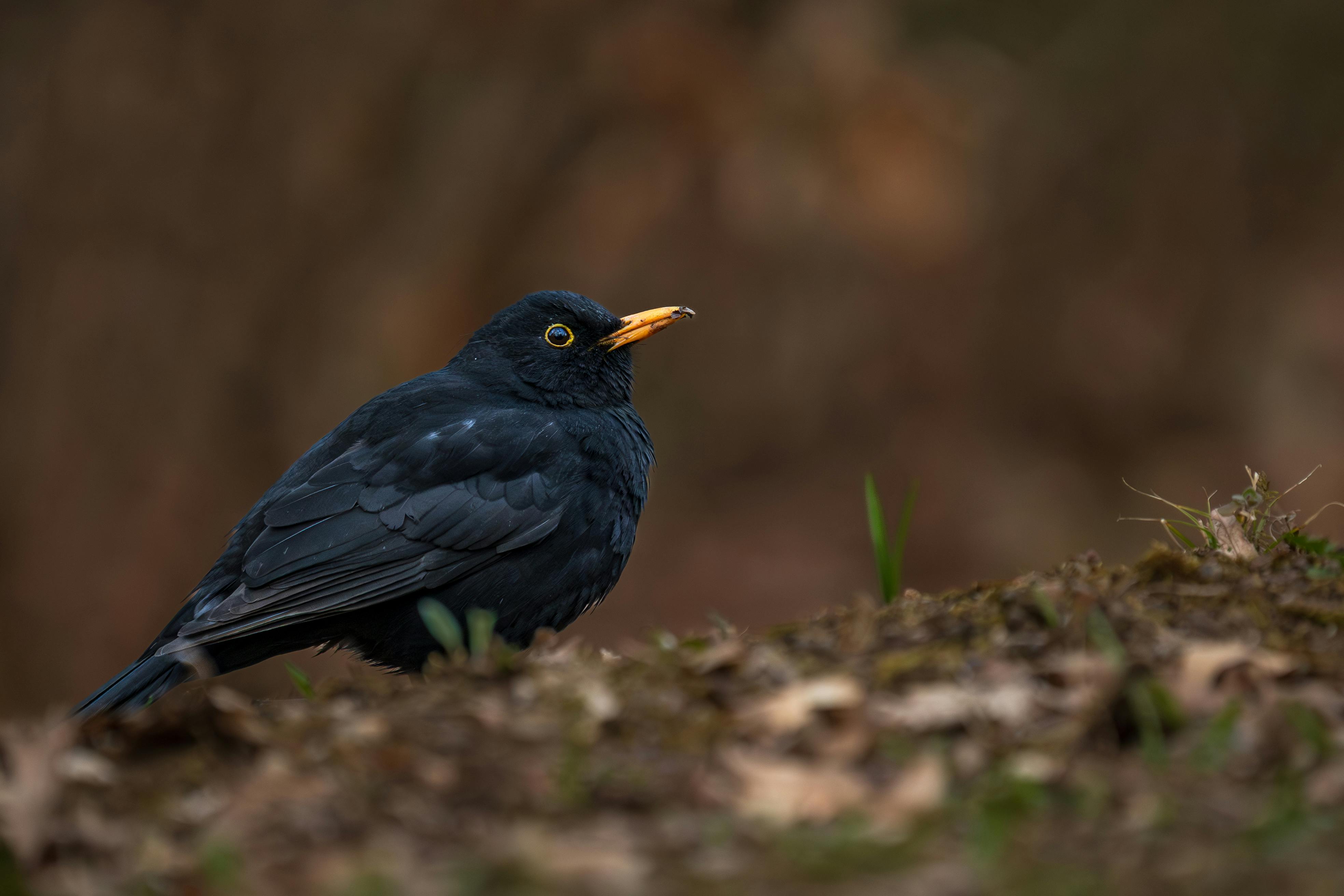 Zadarmo Podmanivý obraz drozda kosa sediaceho na machu, ktorý ukazuje svoje lesklé čierne perie. Fotka z fotobanky