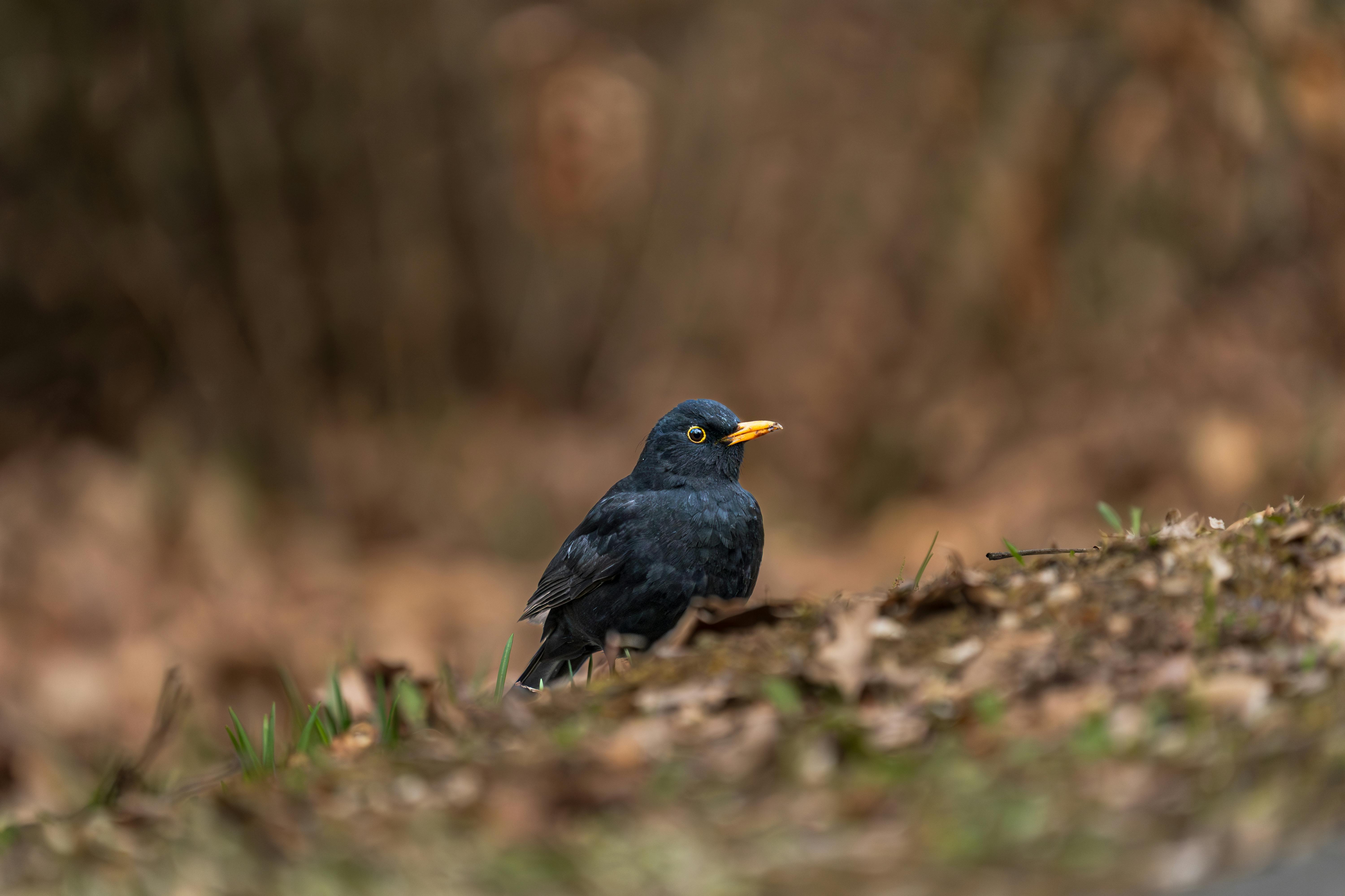 Zadarmo Drozd stojí na lesnej pôde a krásne splýva s prirodzeným pozadím. Fotka z fotobanky