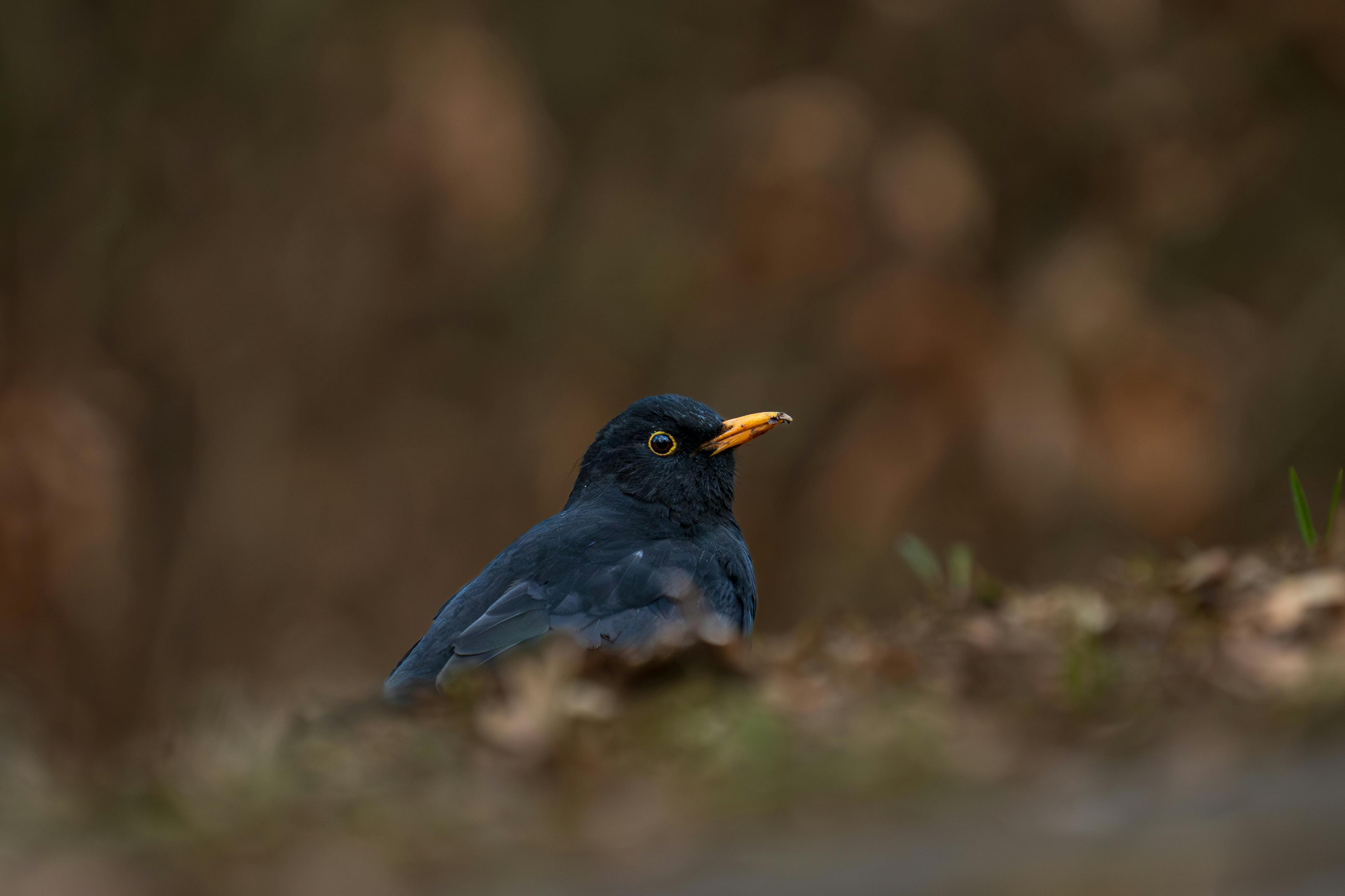 Zadarmo Fotobanka s bezplatnými fotkami na tému backyard bird, bokeh pozadia, detailný Fotka z fotobanky
