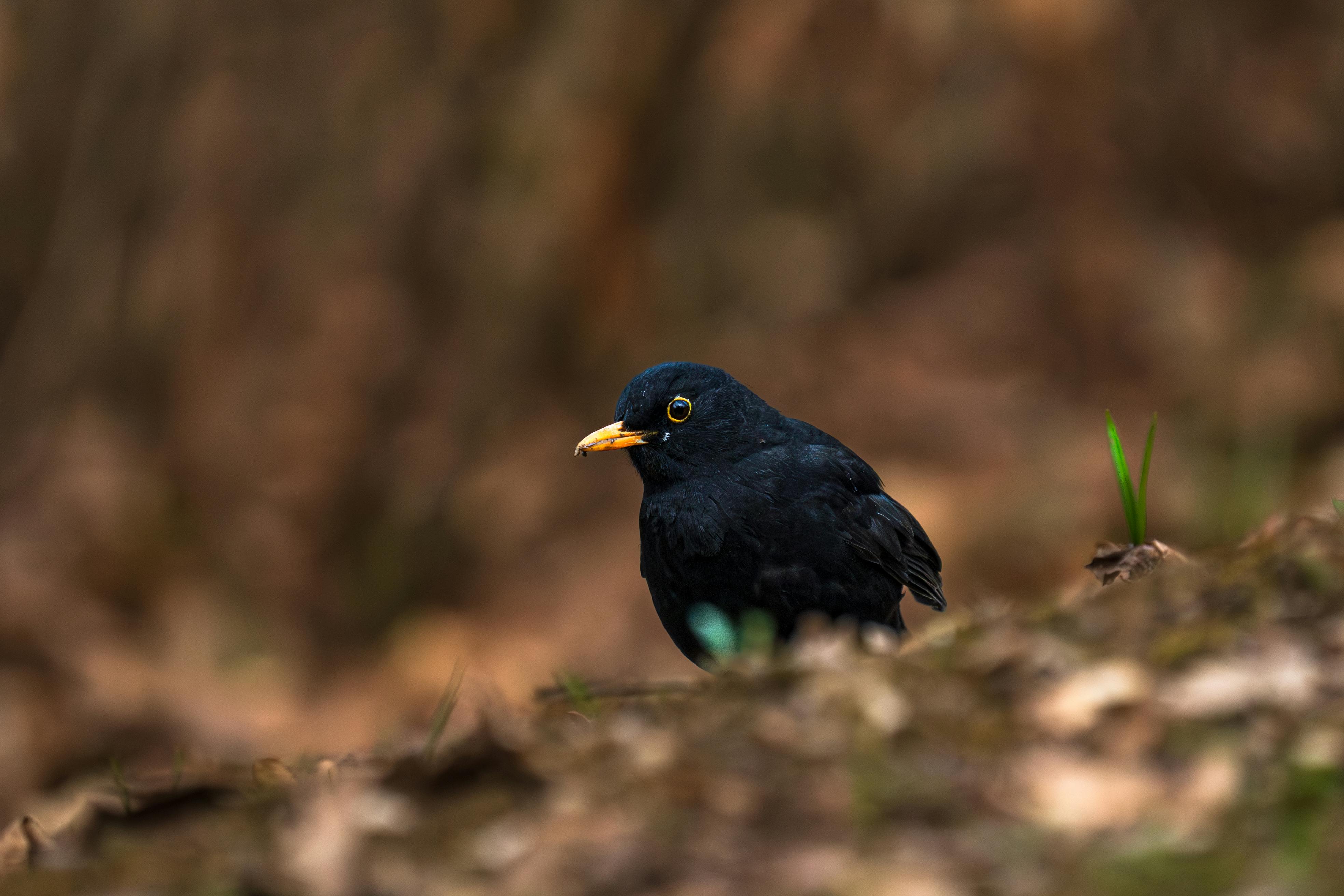 免费 一只欧洲黑鸟栖息在秋叶丛中，构成了一幅宁静的森林景象。 素材图片