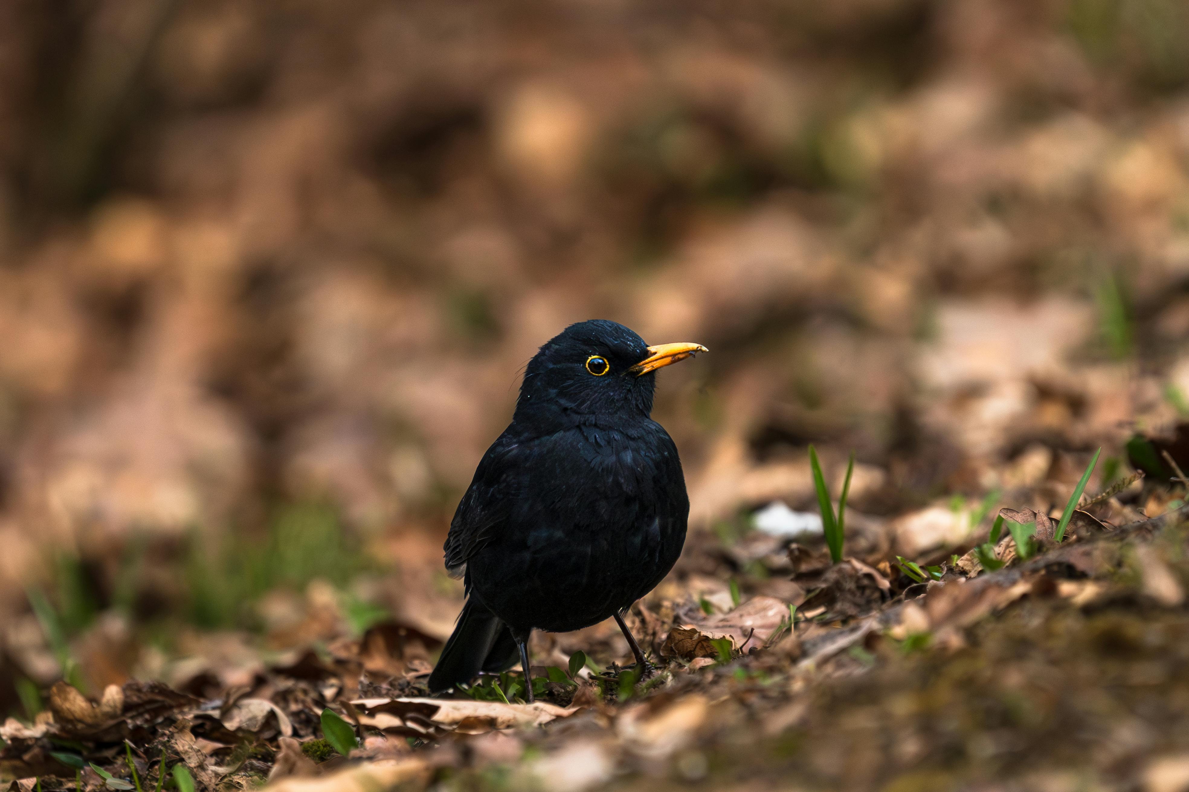 免费 一只黑鸟栖息在森林地面上，背景虚化，展现了大自然的美丽。 素材图片