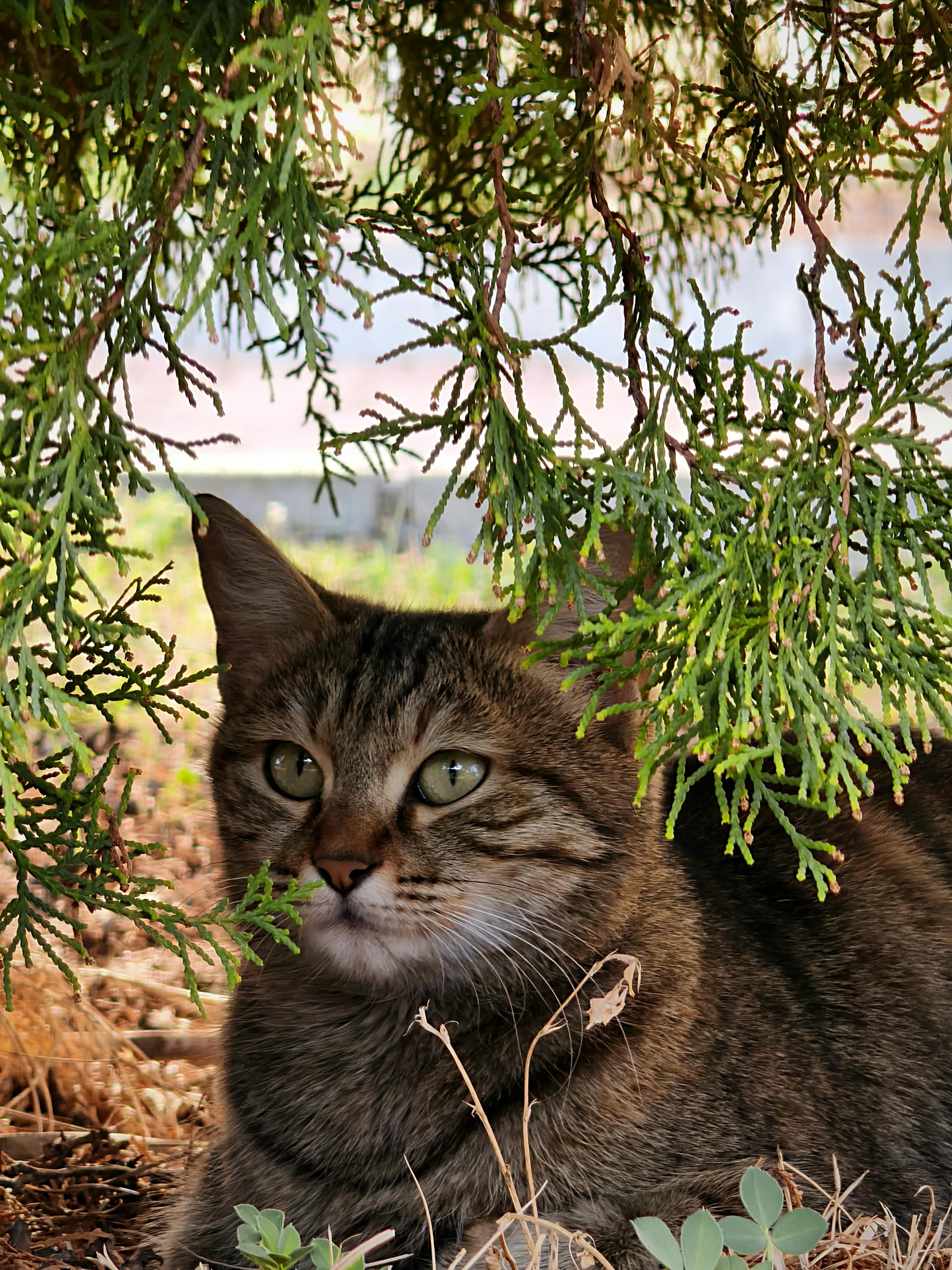 免费 一只宁静的虎斑猫依偎在茂盛的绿叶下，捕捉着大自然宁静的瞬间。 素材图片