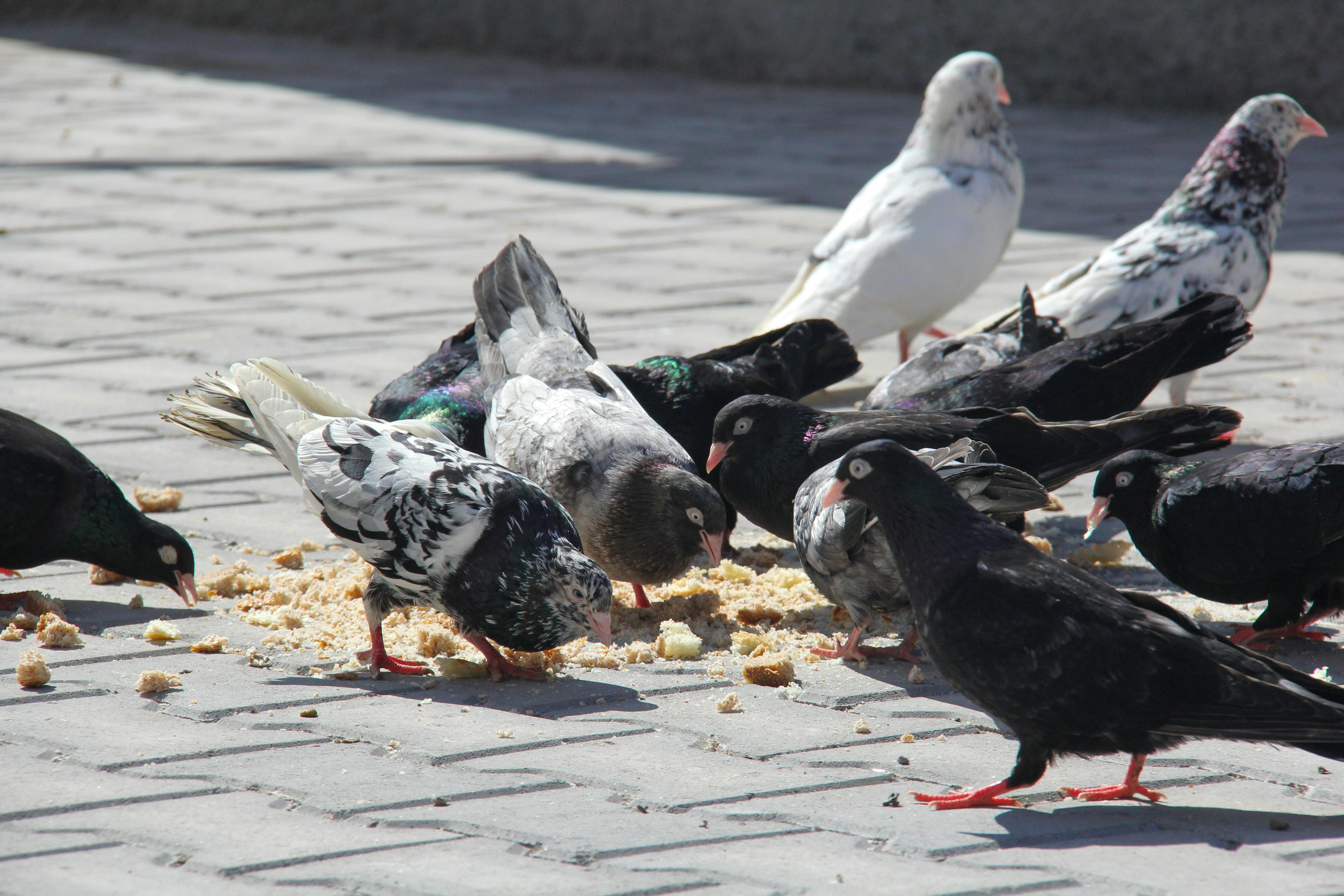 무료 다양한 비둘기들이 투르키예 니데의 햇볕이 잘 드는 포장도로에서 빵 부스러기를 쪼고 있습니다. 스톡 사진
