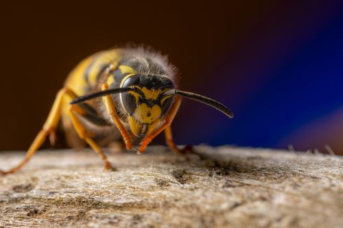 Free Detailed macro shot of a European wasp on a wooden surface, showcasing textures and pattern. Stock Photo
