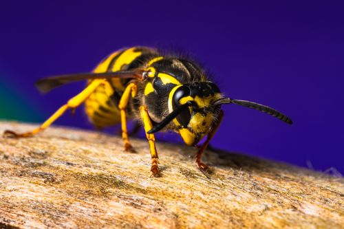 Free Detailed macro shot of a European hornet (Vespa crabro) showcasing its black and yellow patterns, antennae, and wings. Stock Photo