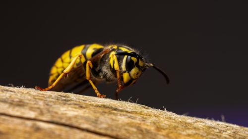 Free Striking macro shot of a European hornet on wood, highlighting details. Stock Photo