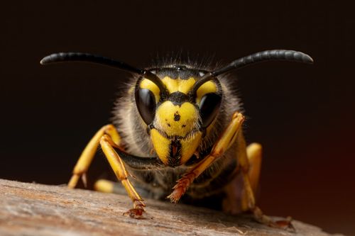 Free Detailed macro shot of a European wasp showcasing its vibrant yellow and black pattern. Stock Photo