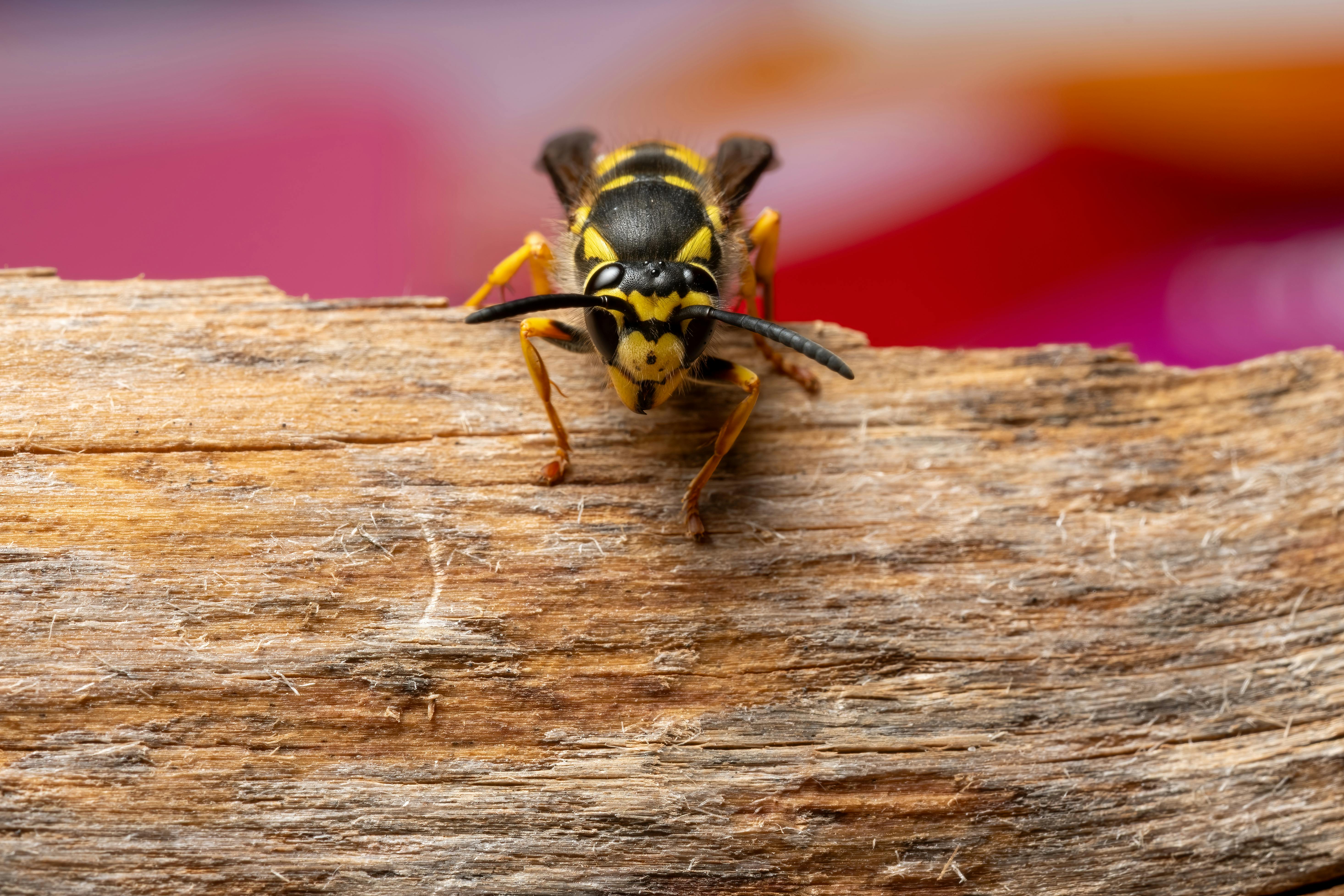免费 一张特写微距照片，展示了一只黄黑相间的黄蜂停在木质表面上，突显了它鲜艳的色彩。 素材图片