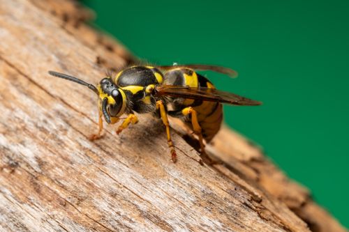 Free Detailed macro shot of a European wasp (Vespula Germanica) perched on a wooden surface. Stock Photo