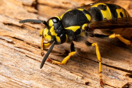 Free Detailed macro shot of a European wasp on a wooden surface, showcasing its vivid yellow and black patterns. Stock Photo
