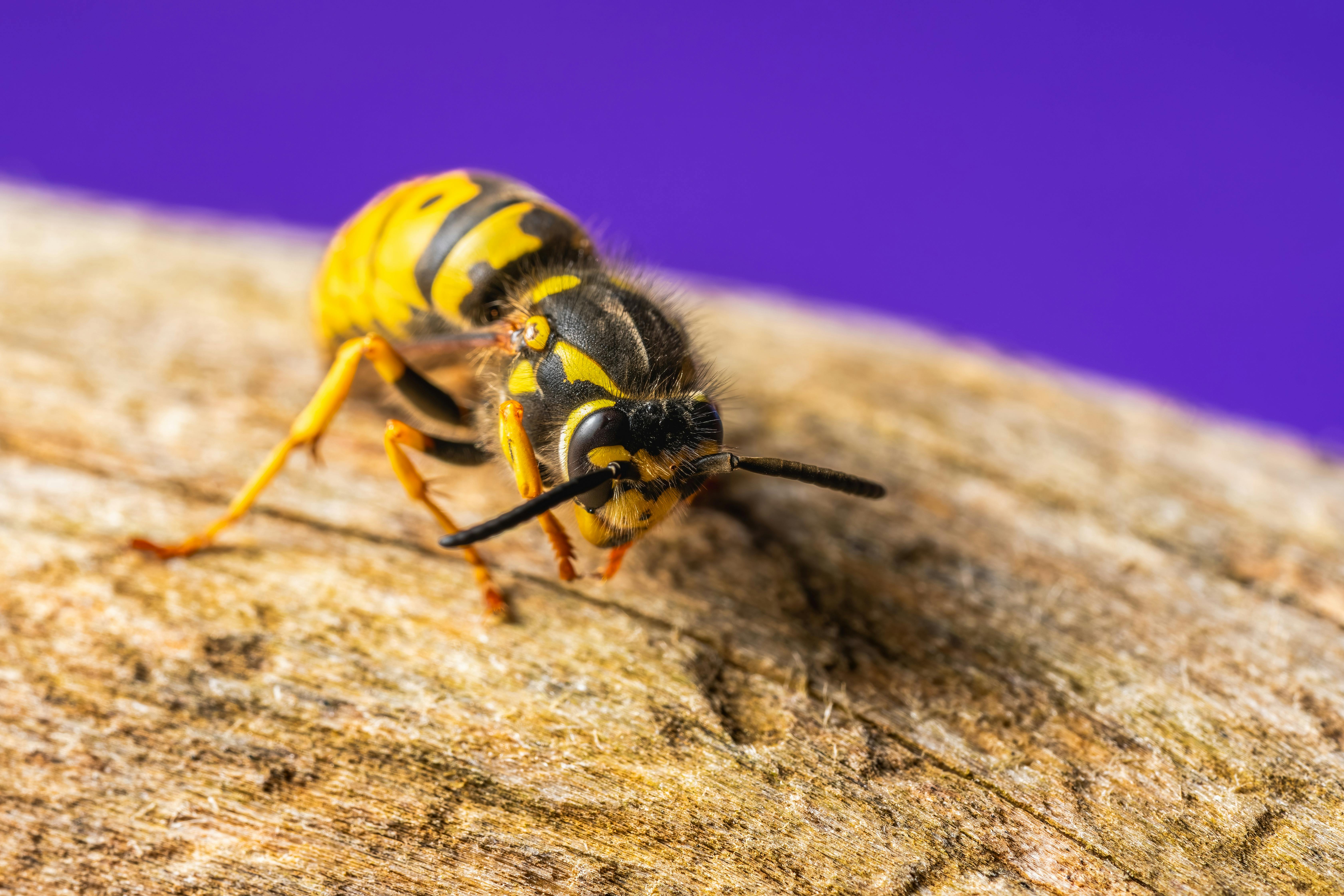 무료 나무 표면에 선명한 노란색과 검은색 무늬를 드러낸 말벌의 접사 사진. 스톡 사진