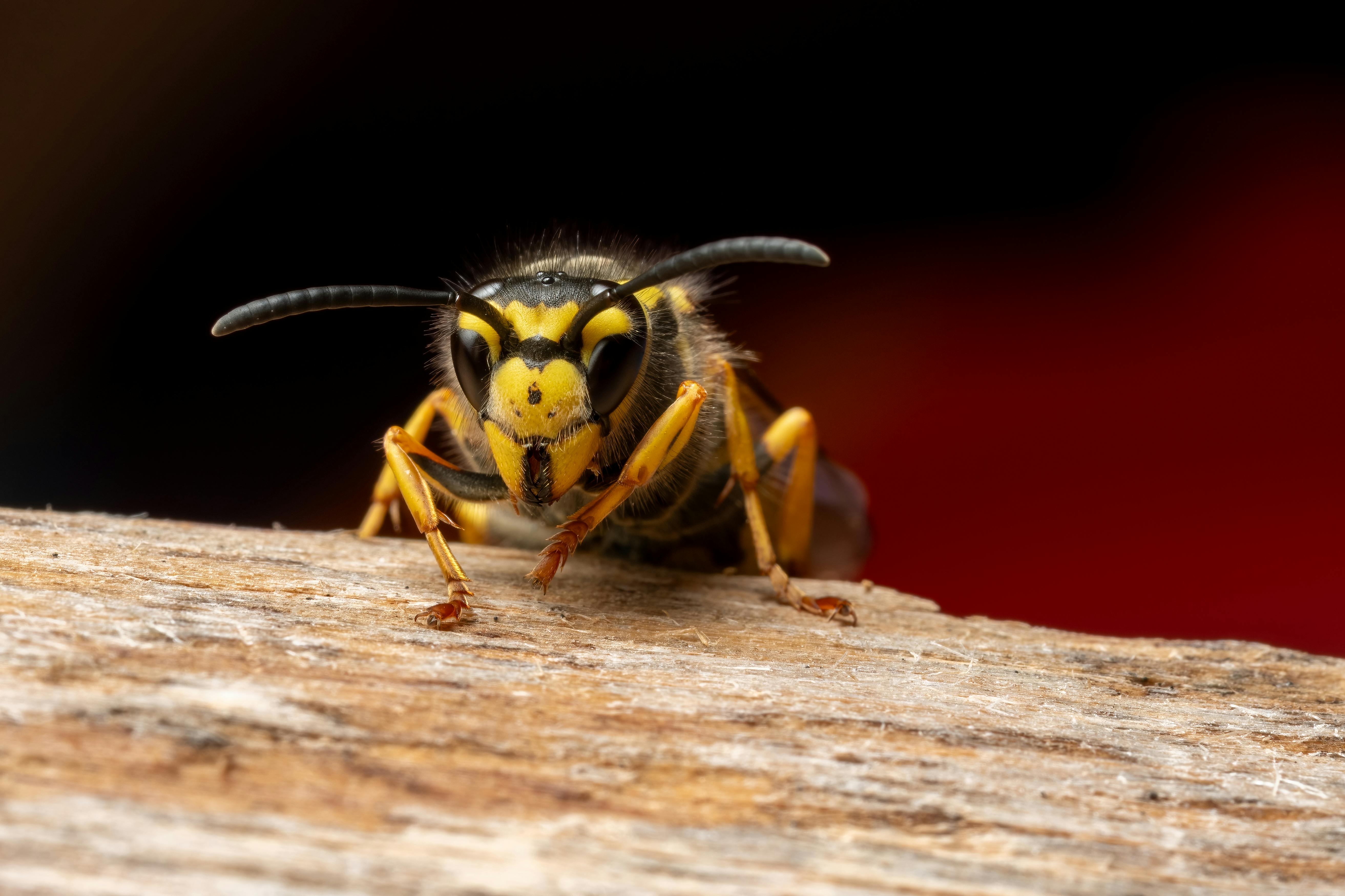 免费 高清微距摄影展现了欧洲黄蜂的复杂细节和醒目的黄黑图案。 素材图片