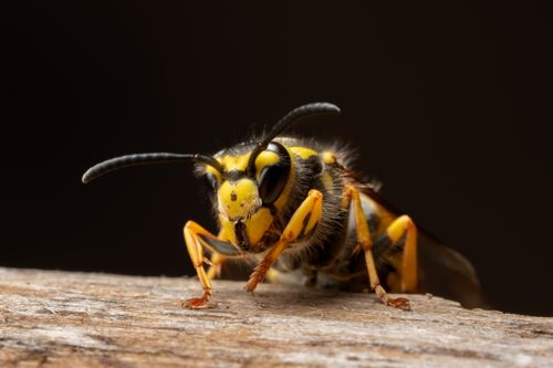 Free Close-up macro photograph of a European hornet featuring its distinctive yellow-black pattern in natural habitat. Stock Photo