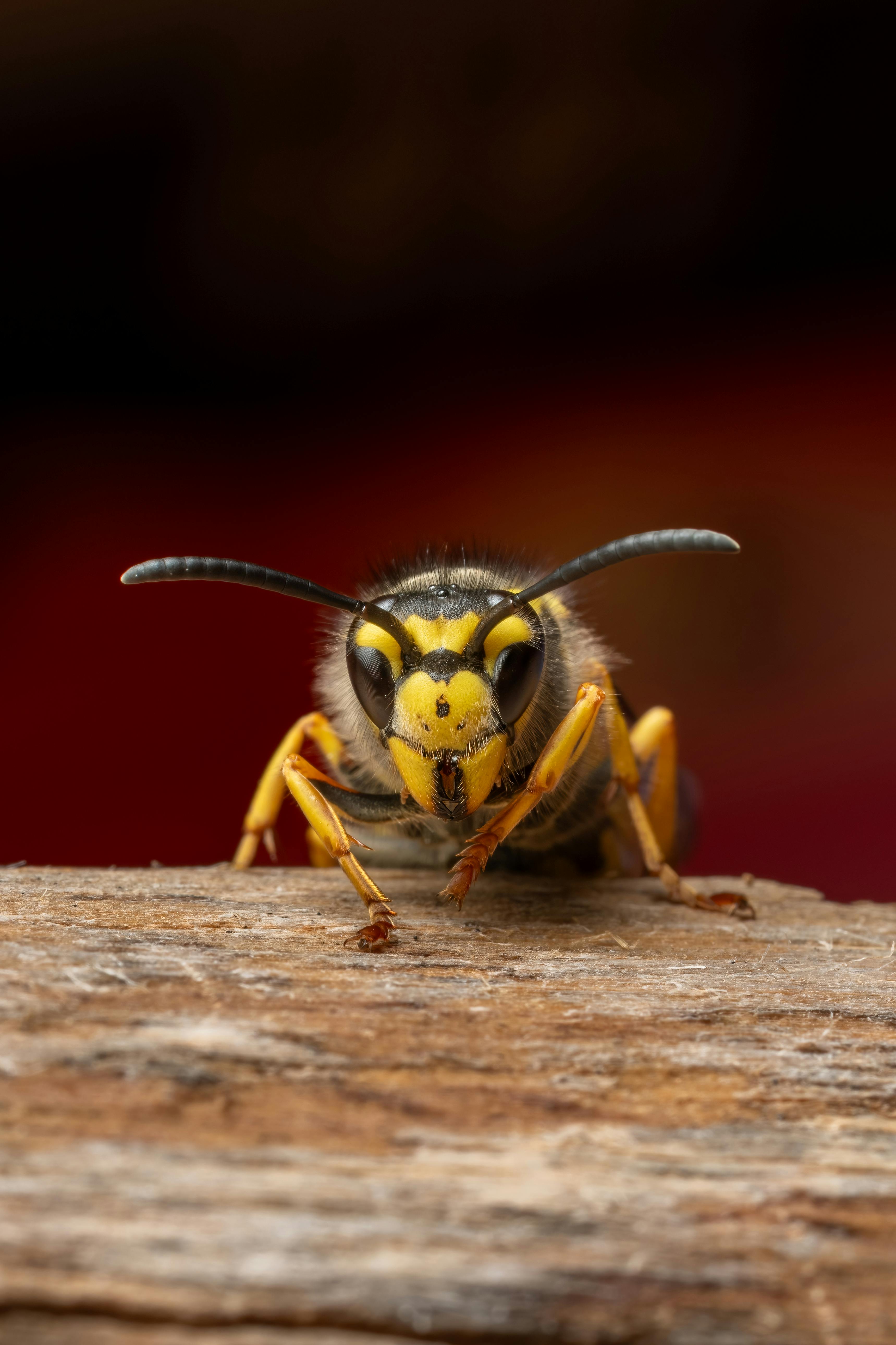 Zadarmo Fotobanka s bezplatnými fotkami na tému antény, bezstavovce, bodnúť Fotka z fotobanky