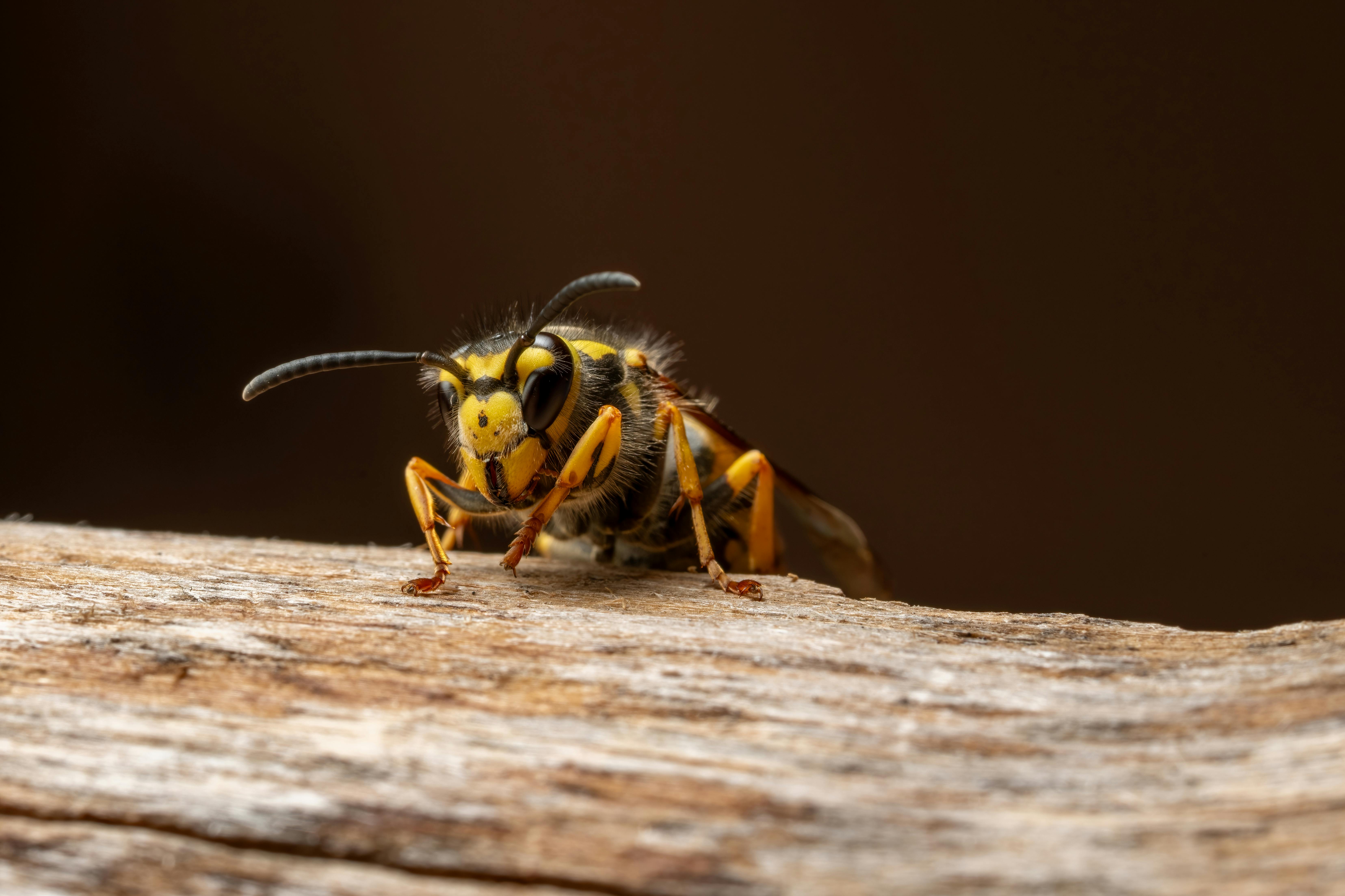 Photo macro détaillée d'une guêpe allemande (Vespula germanica) sur du bois, mettant en évidence la texture et le contraste des couleurs.