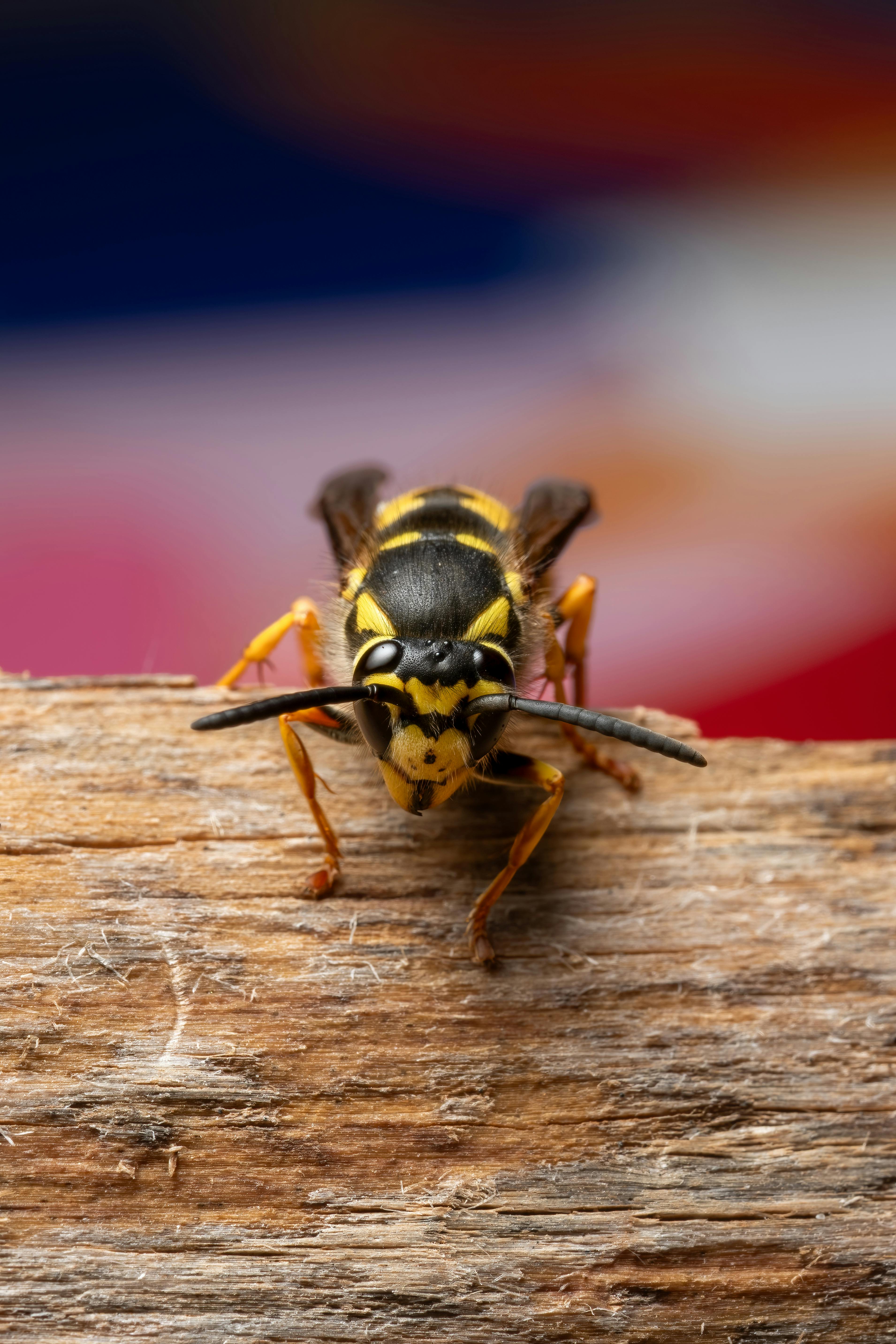 Zadarmo Fotobanka s bezplatnými fotkami na tému antény, blanokrídlovcov, bodnúť Fotka z fotobanky