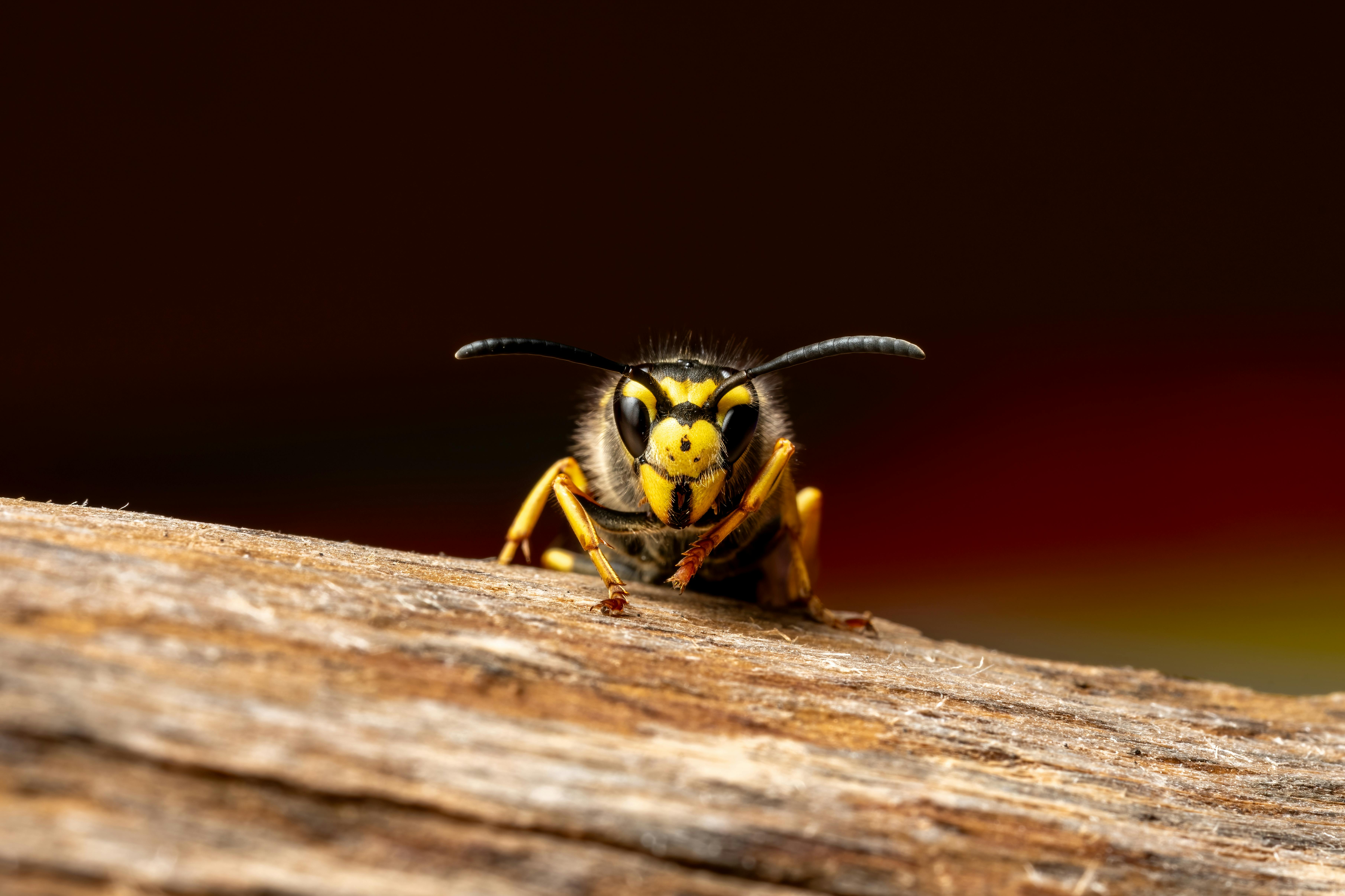 免费 vespa crabro, vespula germanica, 刺 的 免费素材图片 素材图片