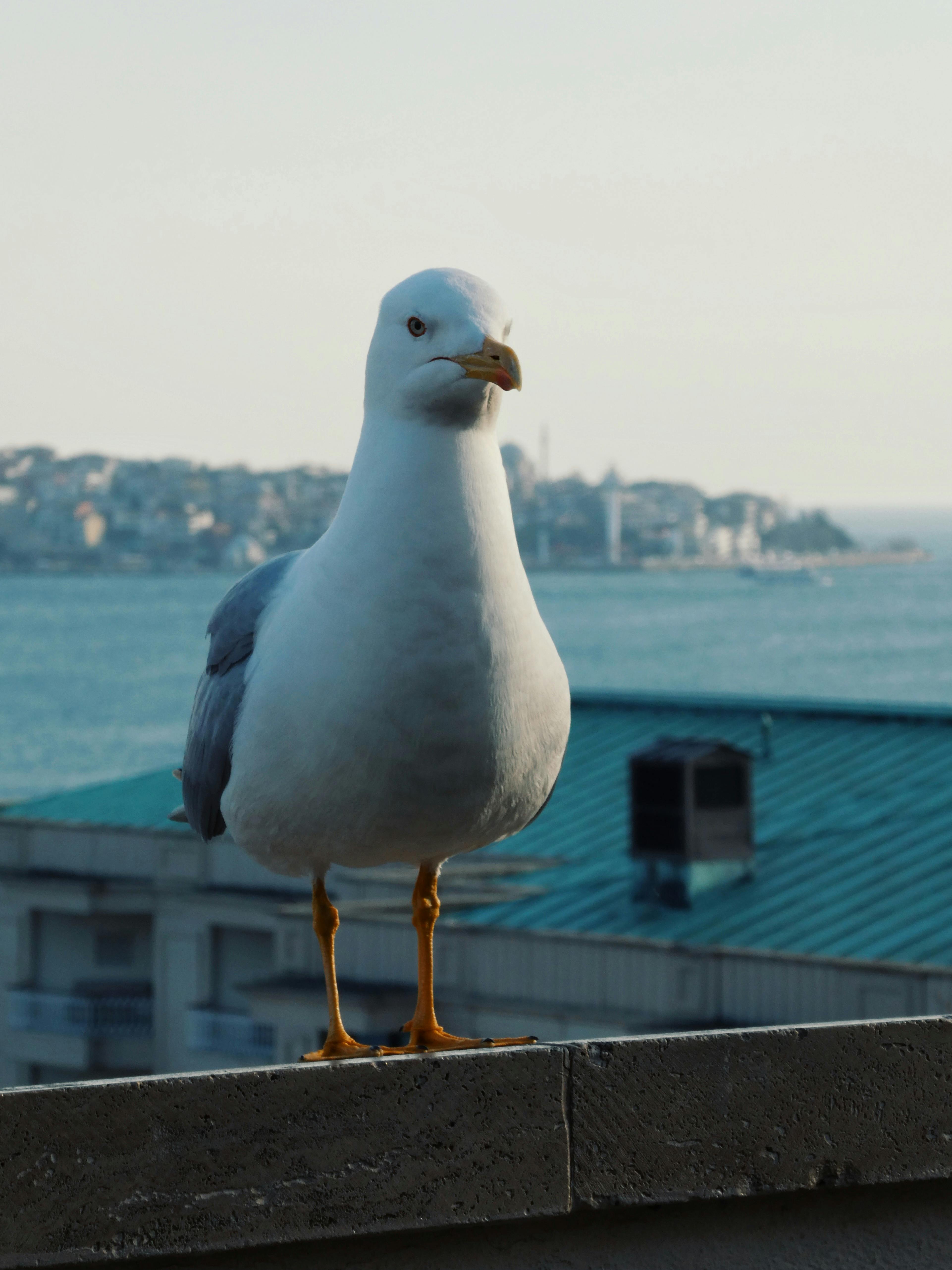 ingyenes Egy sirály áll egy párkányon, ahonnan kilátás nyílik Isztambul látképére és a Boszporuszra, megörökítve a nyugodt tavaszi hangulatot. Stockfotó