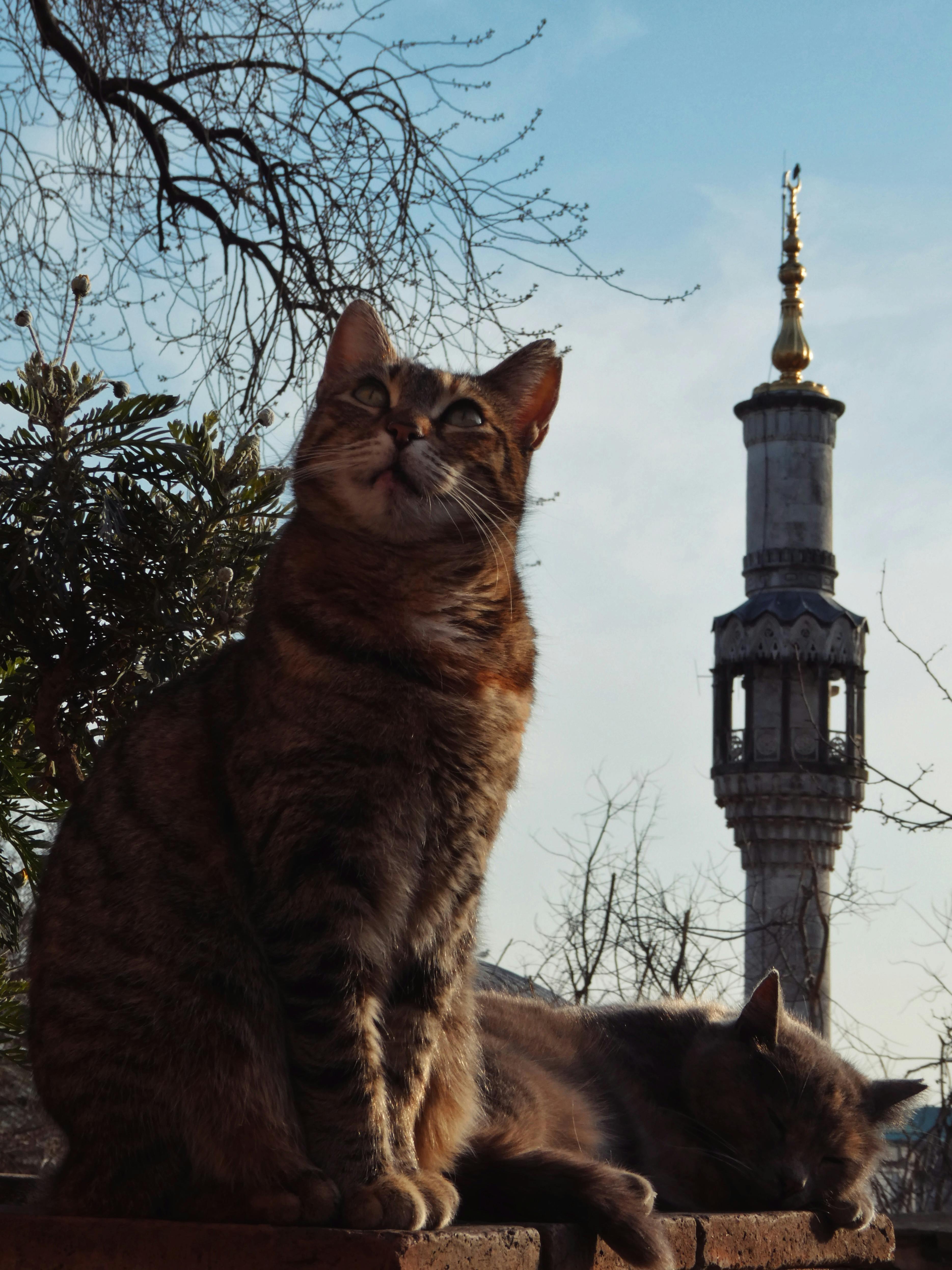 免费 两只猫在伊斯坦布尔一座历史悠久的尖塔旁悠闲地休息，捕捉到了春天的气息。 素材图片