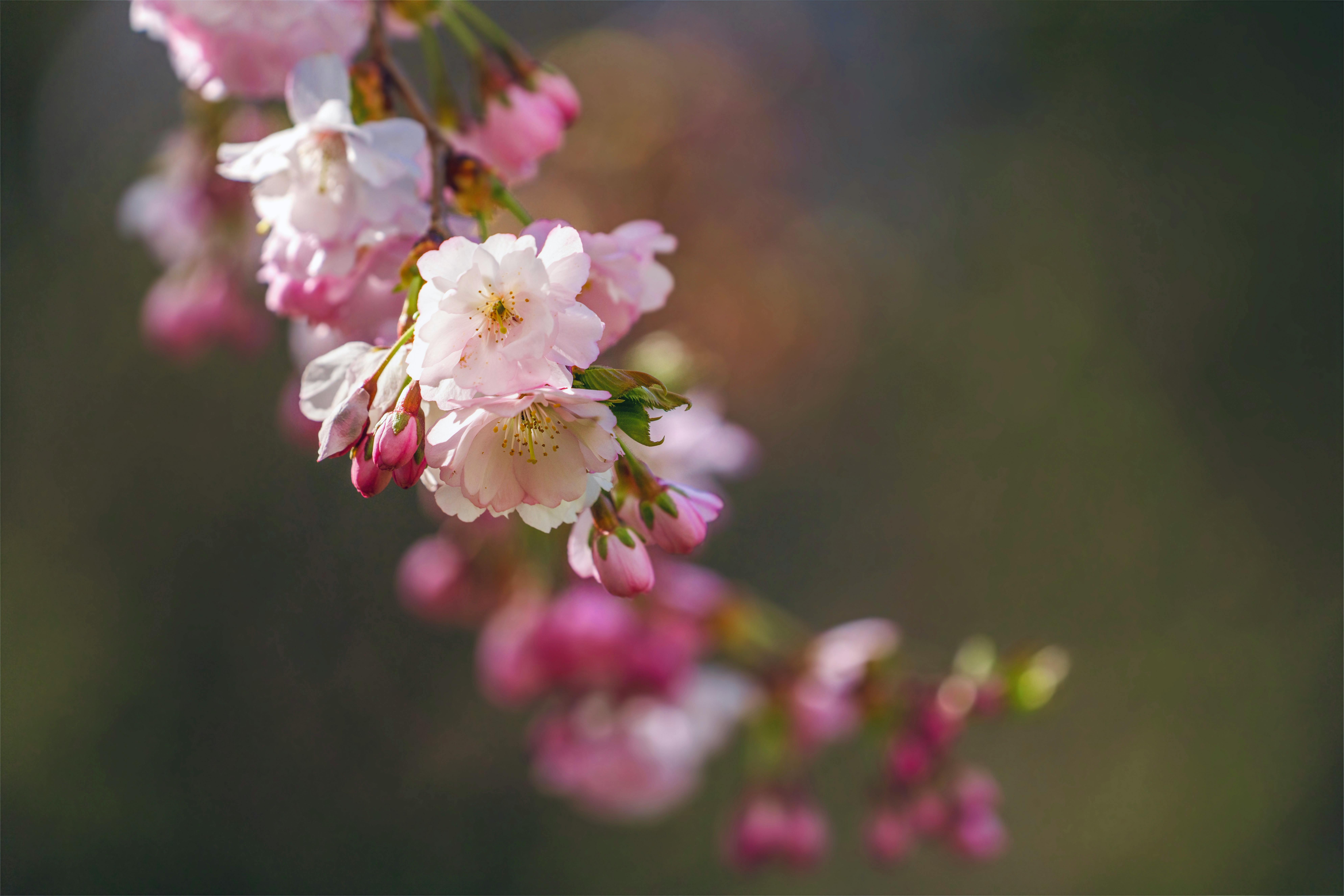 免费 迷人的樱花特写，娇嫩的粉色花瓣在柔和的虚化背景下显得格外美丽。 素材图片