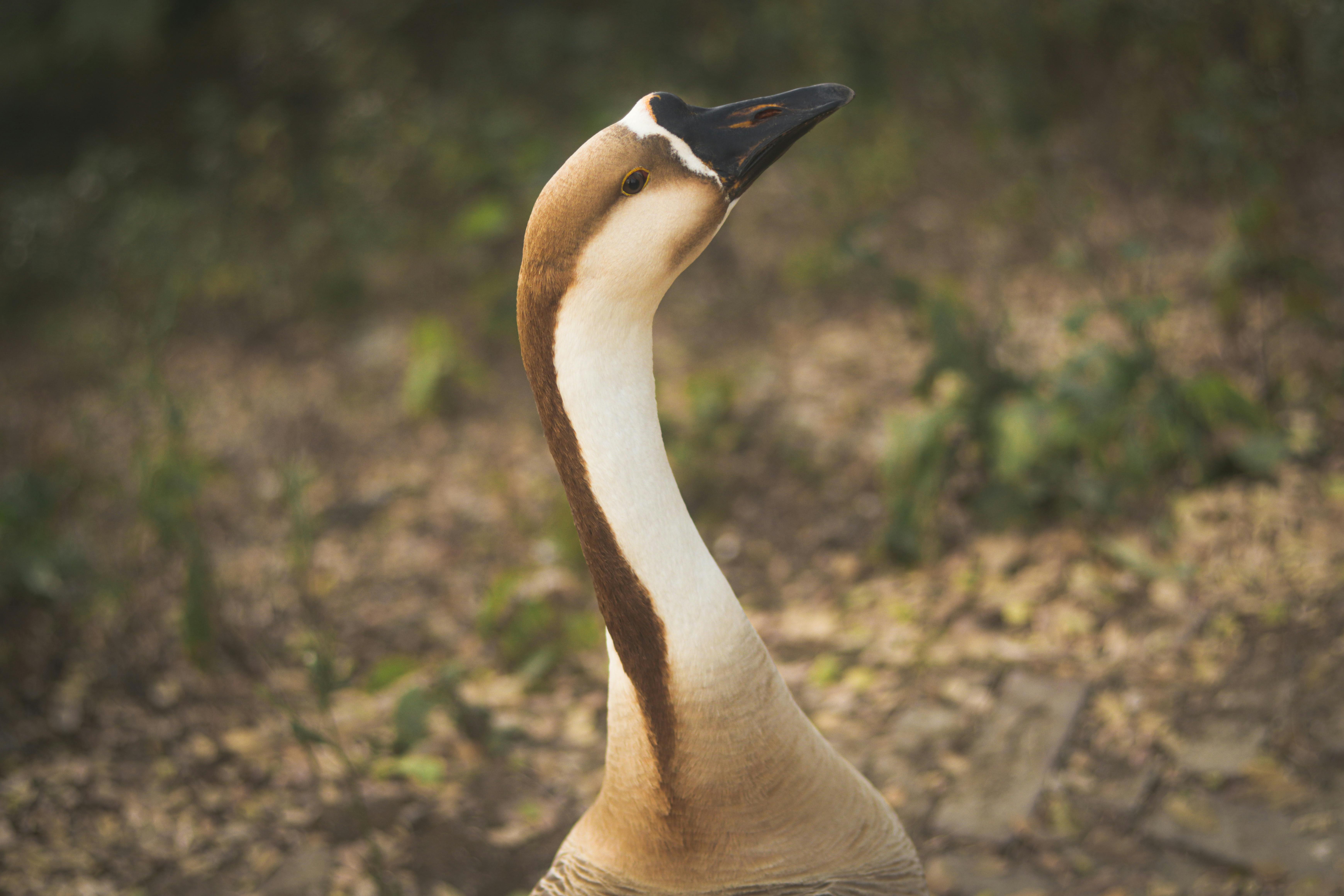 Безкоштовне стокове фото на тему «@outdoor, anser cygnoides, Азія» стокове фото