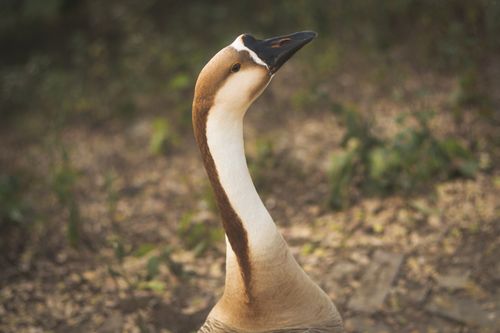 Free Close-up portrait of a goose in a serene outdoor environment with soft natural lighting. Stock Photo