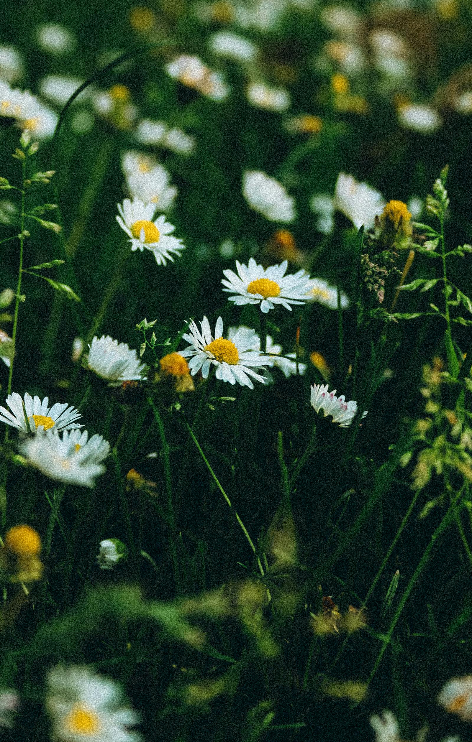Zadarmo Fotobanka s bezplatnými fotkami na tému biele kvety, biodiverzita, biotop voľne žijúcich živočíchov Fotka z fotobanky