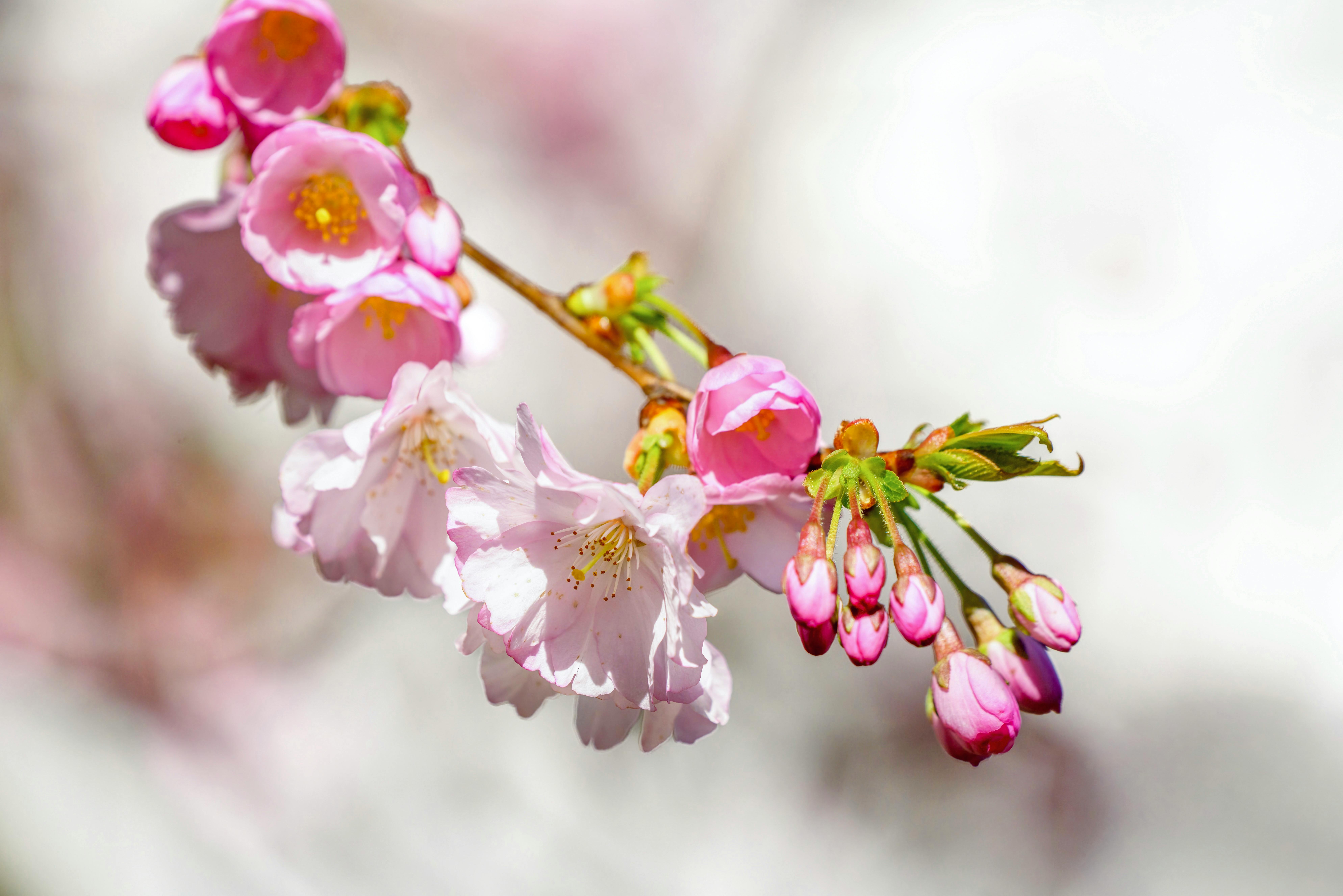 ฟรี ดอกซากุระสีชมพูสวยงามบานสะพรั่งในฤดูใบไม้ผลิ ท่ามกลางฉากหลังที่อ่อนโยน คลังภาพถ่าย