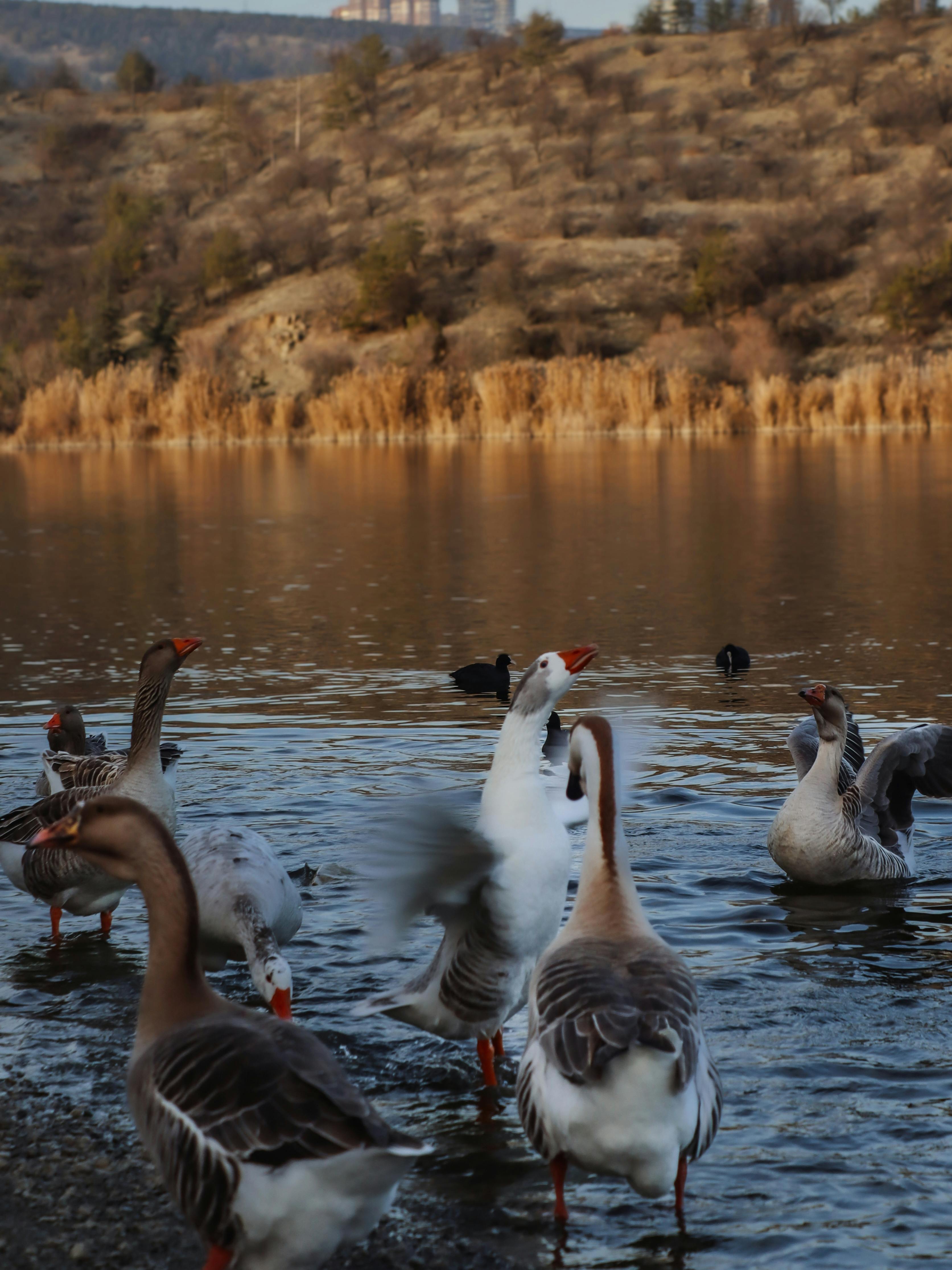 免费 一群宁静的大雁聚集在秋叶环绕的湖边。 素材图片