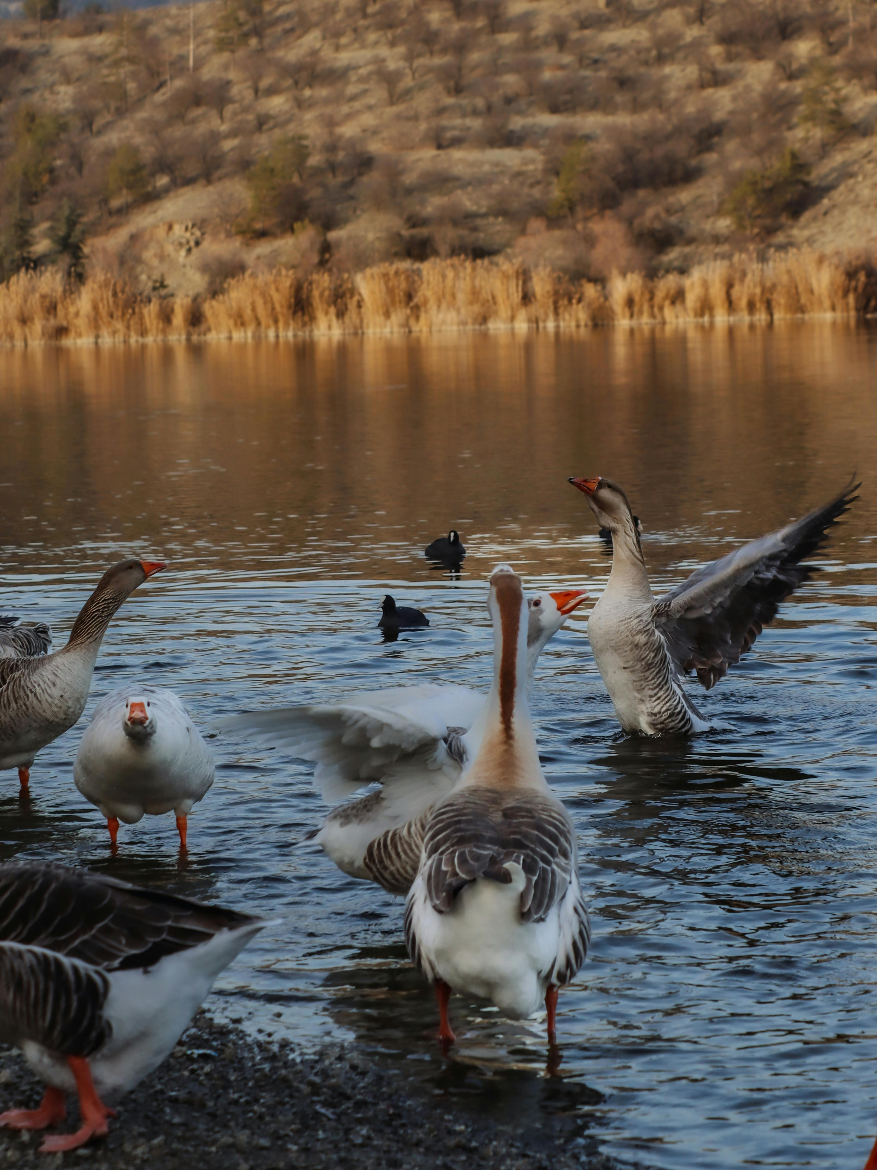 Zadarmo Skupina husí na okraji pokojného jazera na jeseň s hnedými kopcami v pozadí. Fotka z fotobanky
