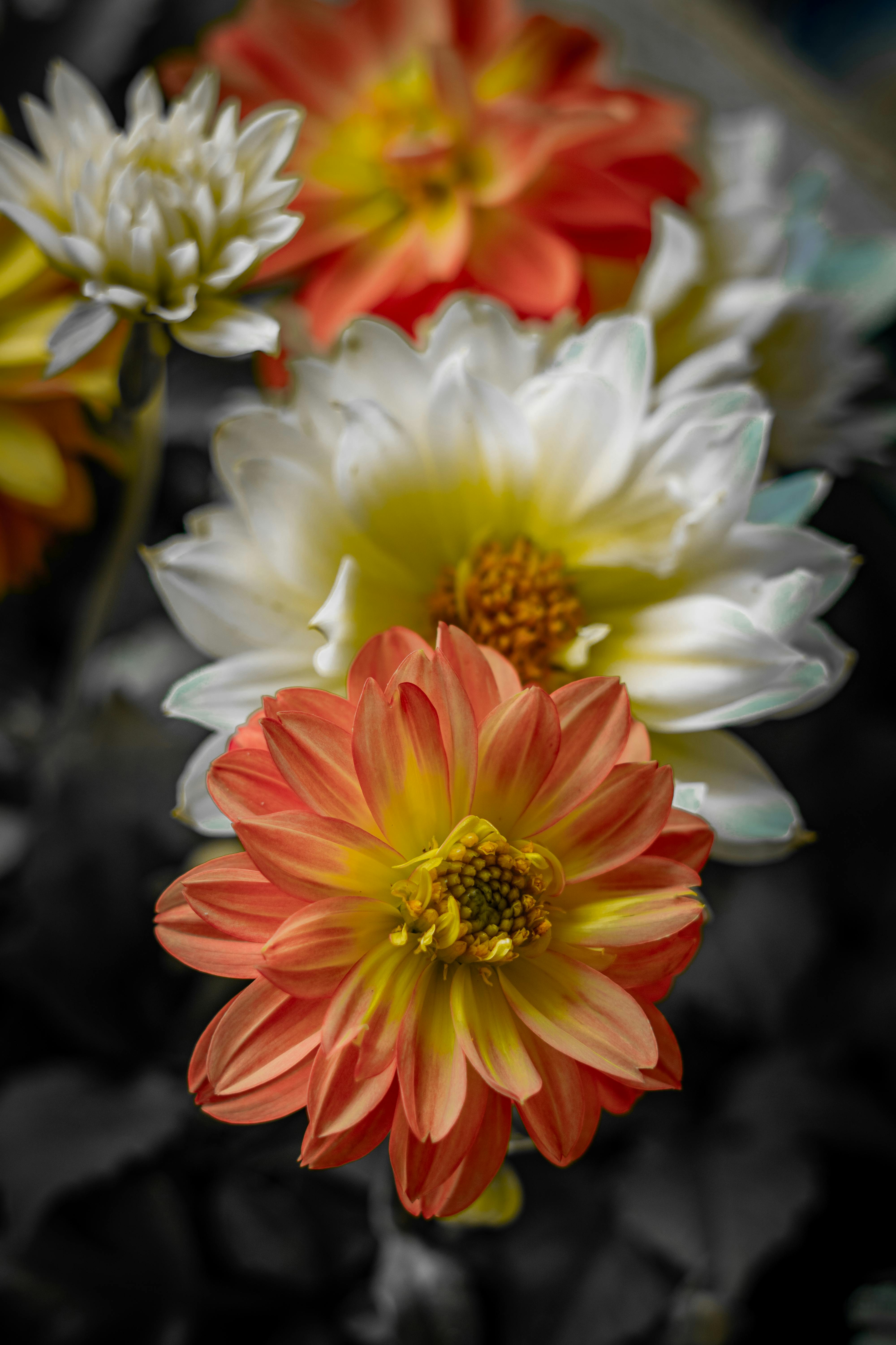 [ColoSach]-colorful-dahlia-flowers-blossoming-beautifully,-showcasing-vibrant-hues-and-intricate-petal-details.