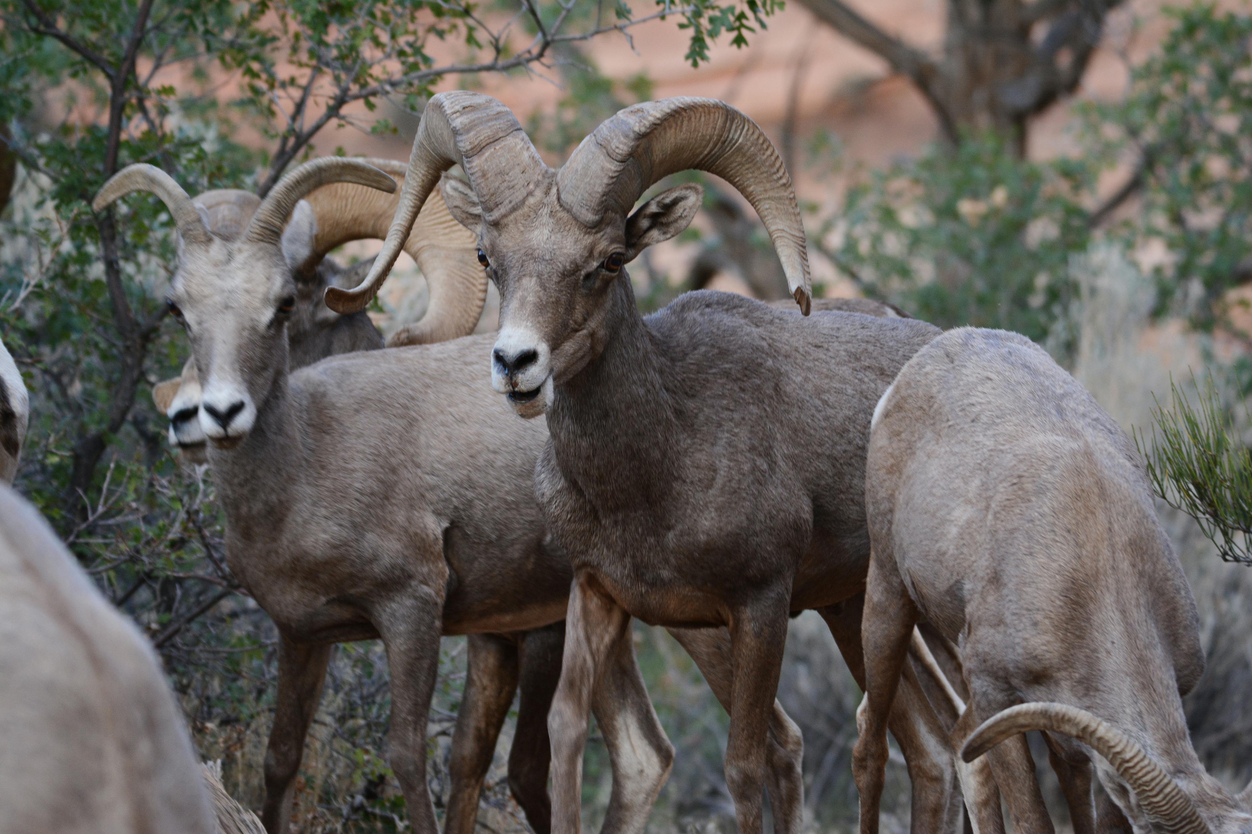 Big Horn Outdoor Adventure Show - Spokane and North Idaho community calendar - The Spokesman — Photo by Jeff Wiles on Pexels