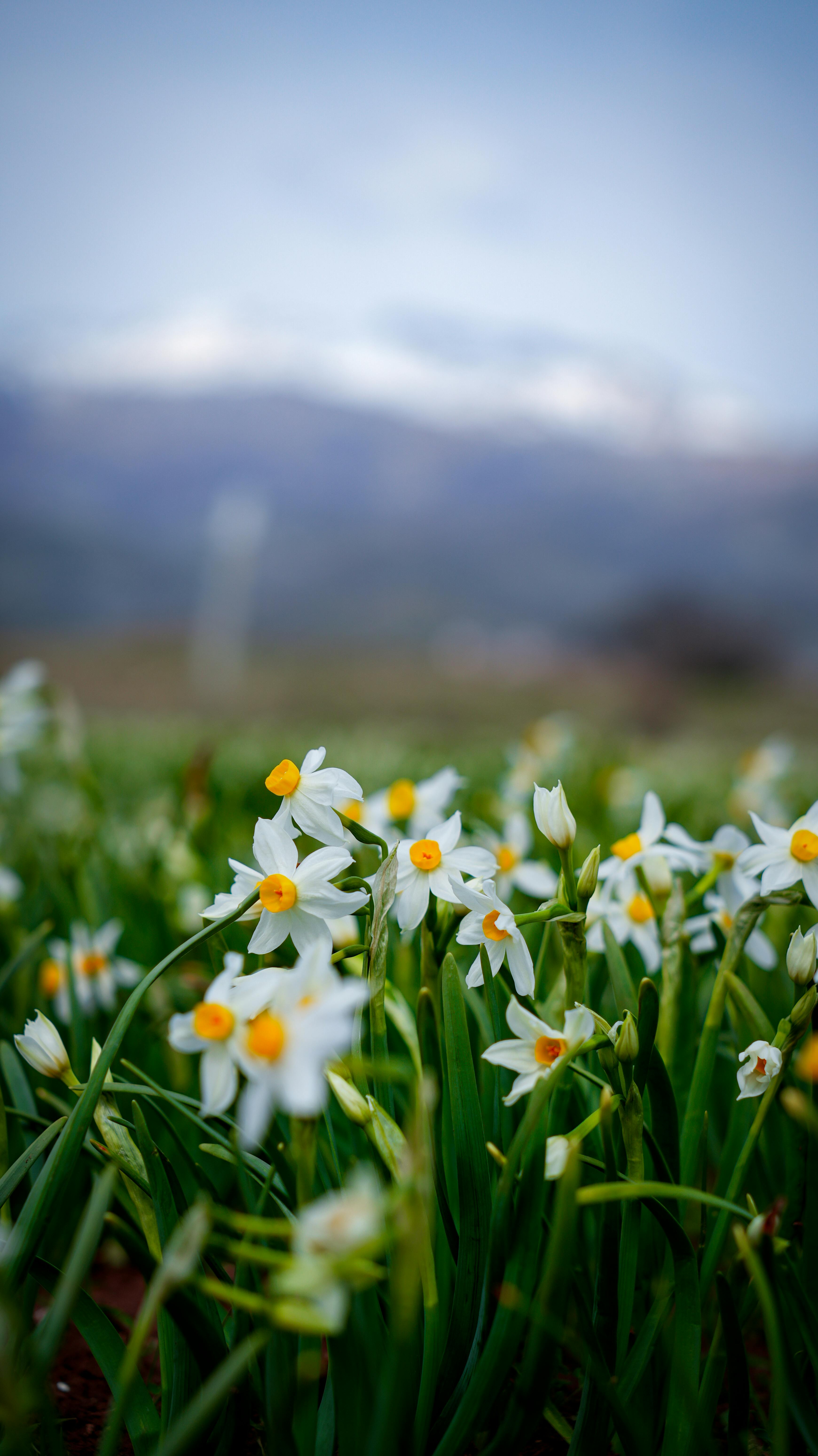 Zadarmo Ohromujúci detailný záber bielych narcisov so žltými stredmi kvitnúcich vonku na rozmazanom horskom pozadí. Fotka z fotobanky